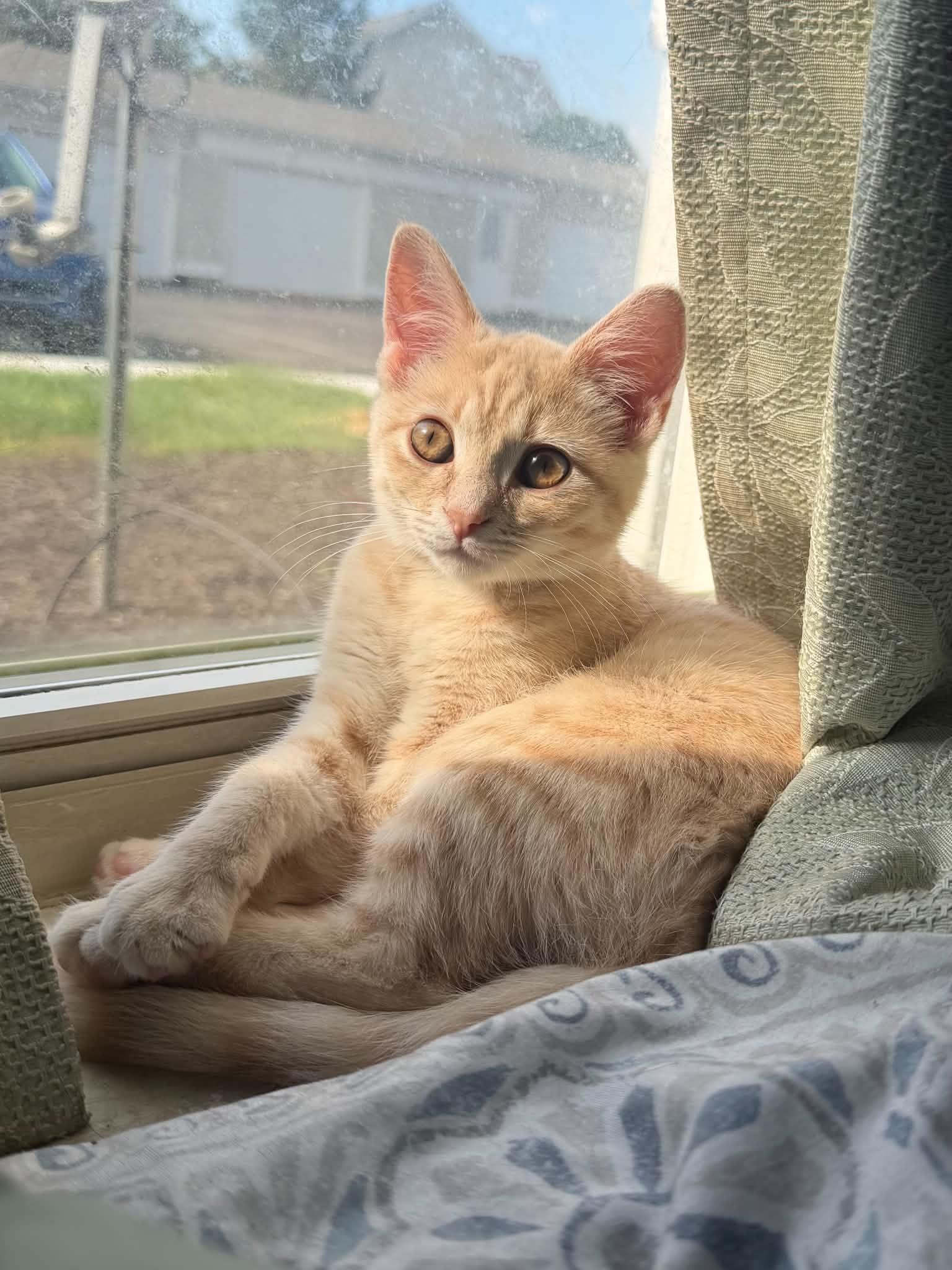 Enlarge Sasha, a Adoptable Domestic Short Hair in Indianapolis, IN image 2/6