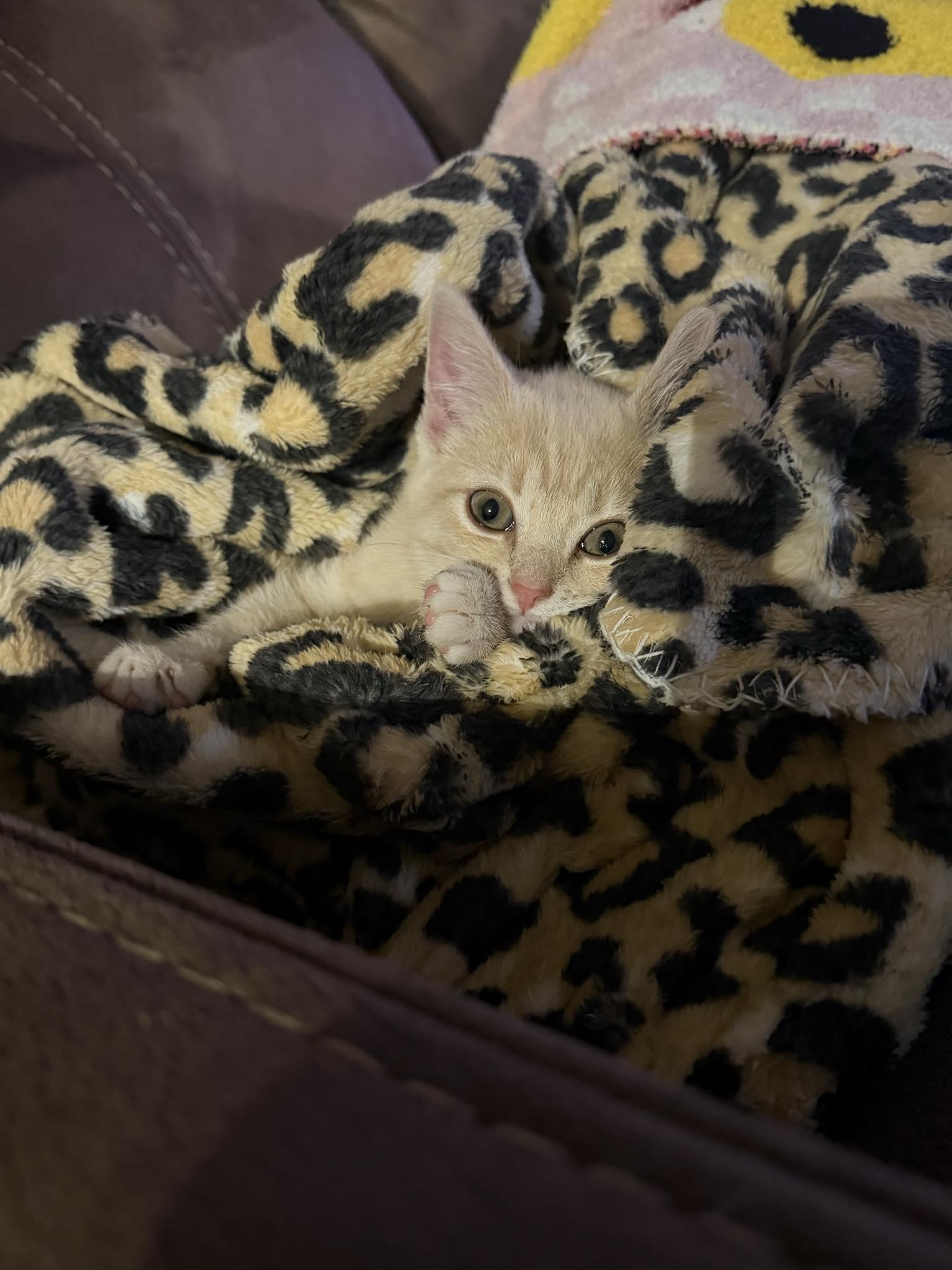 Enlarge Sasha, a Adoptable Domestic Short Hair in Indianapolis, IN image 5/6