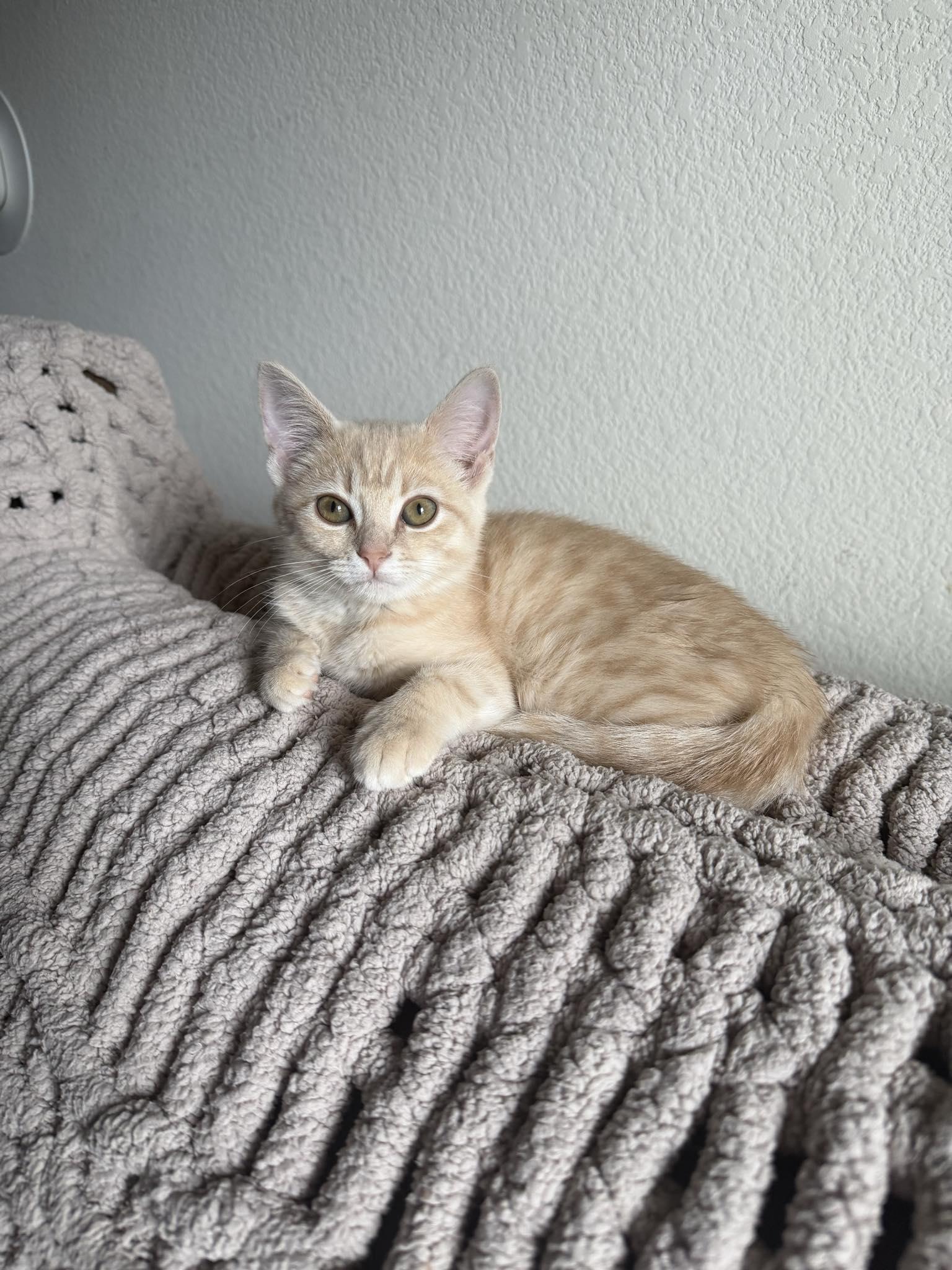Enlarge Sasha, a Adoptable Domestic Short Hair in Indianapolis, IN image 3/6