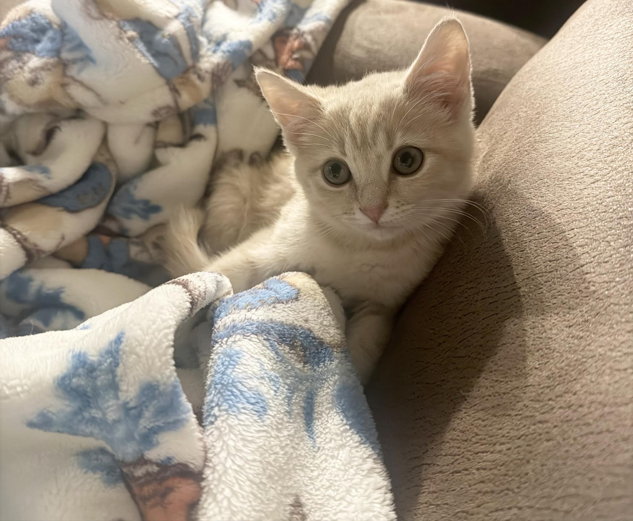 Sasha, Adoptable, Kitten Female Domestic Short Hair.