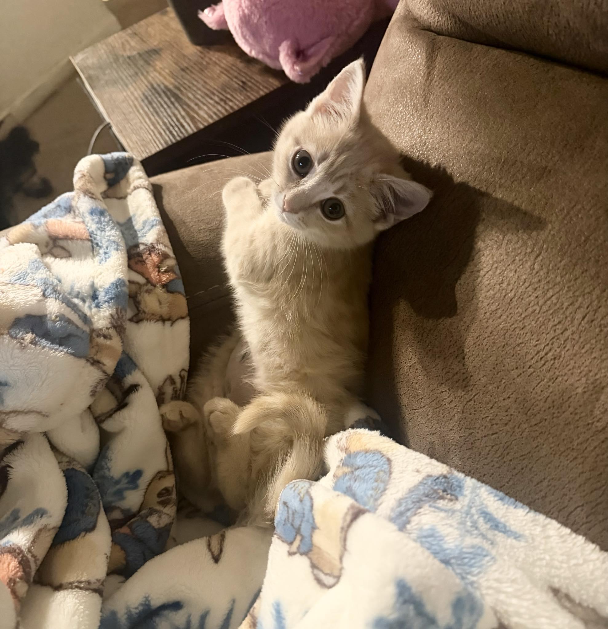 Enlarge Sasha, a Adoptable Domestic Short Hair in Indianapolis, IN image 6/6