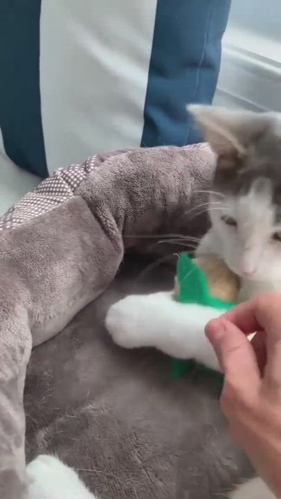 Enlarge Noodles, a Adopted mixed breed in Hillside, NJ video 6/11