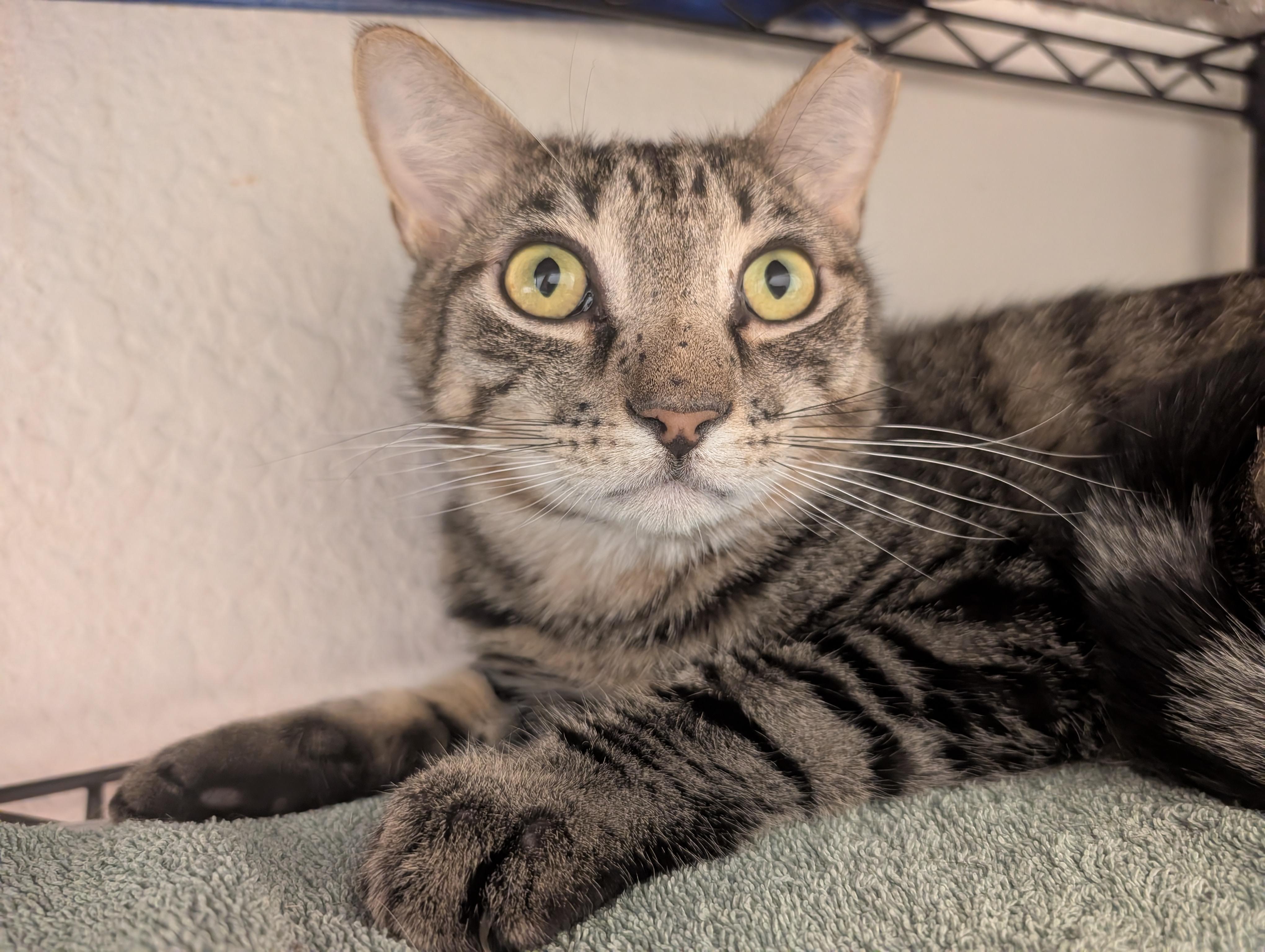 Basil, adopted, Young Male Domestic Short Hair.
