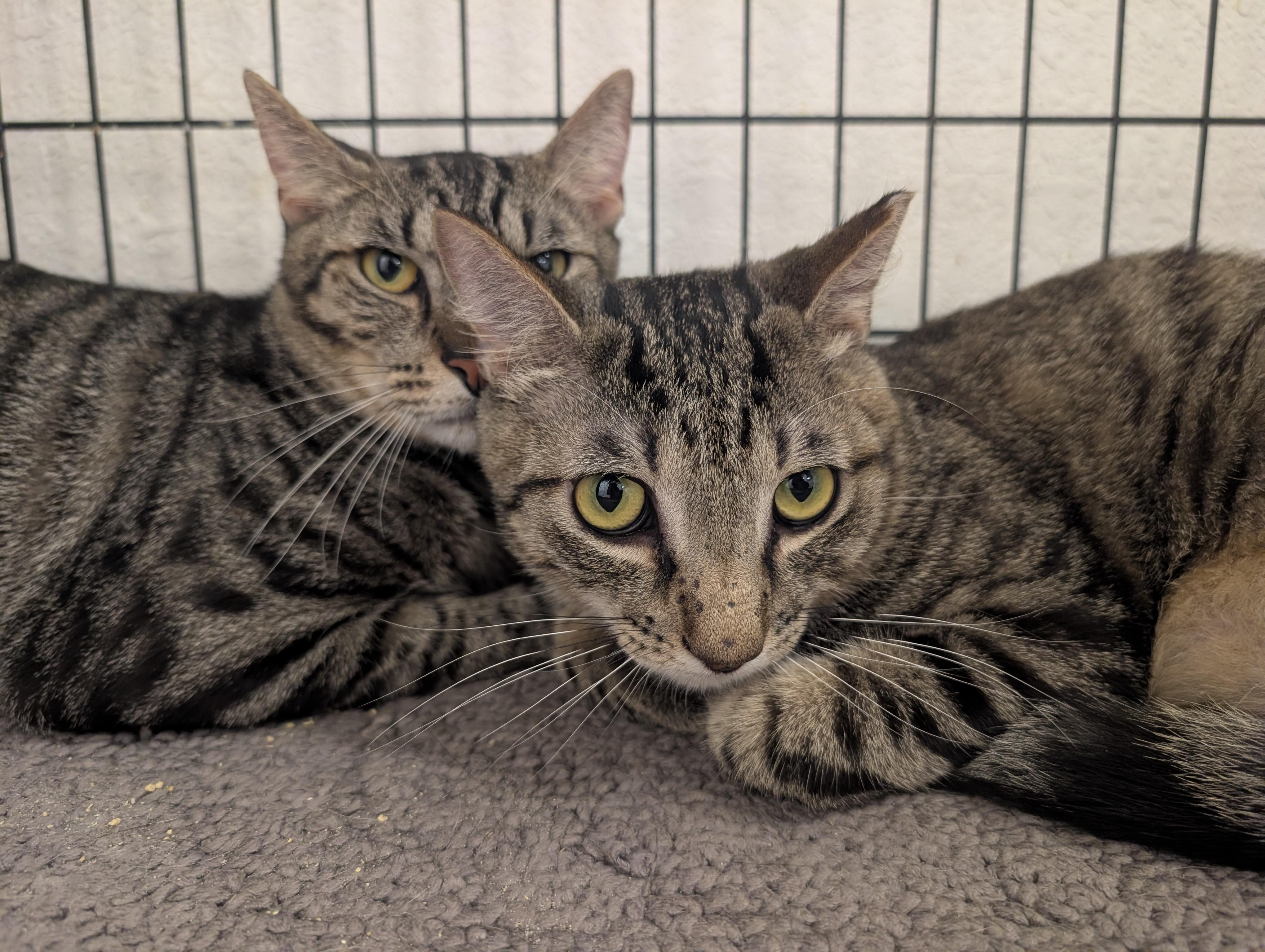 Enlarge Basil, an adopted Domestic Short Hair in Palm Harbor, FL image 3/3