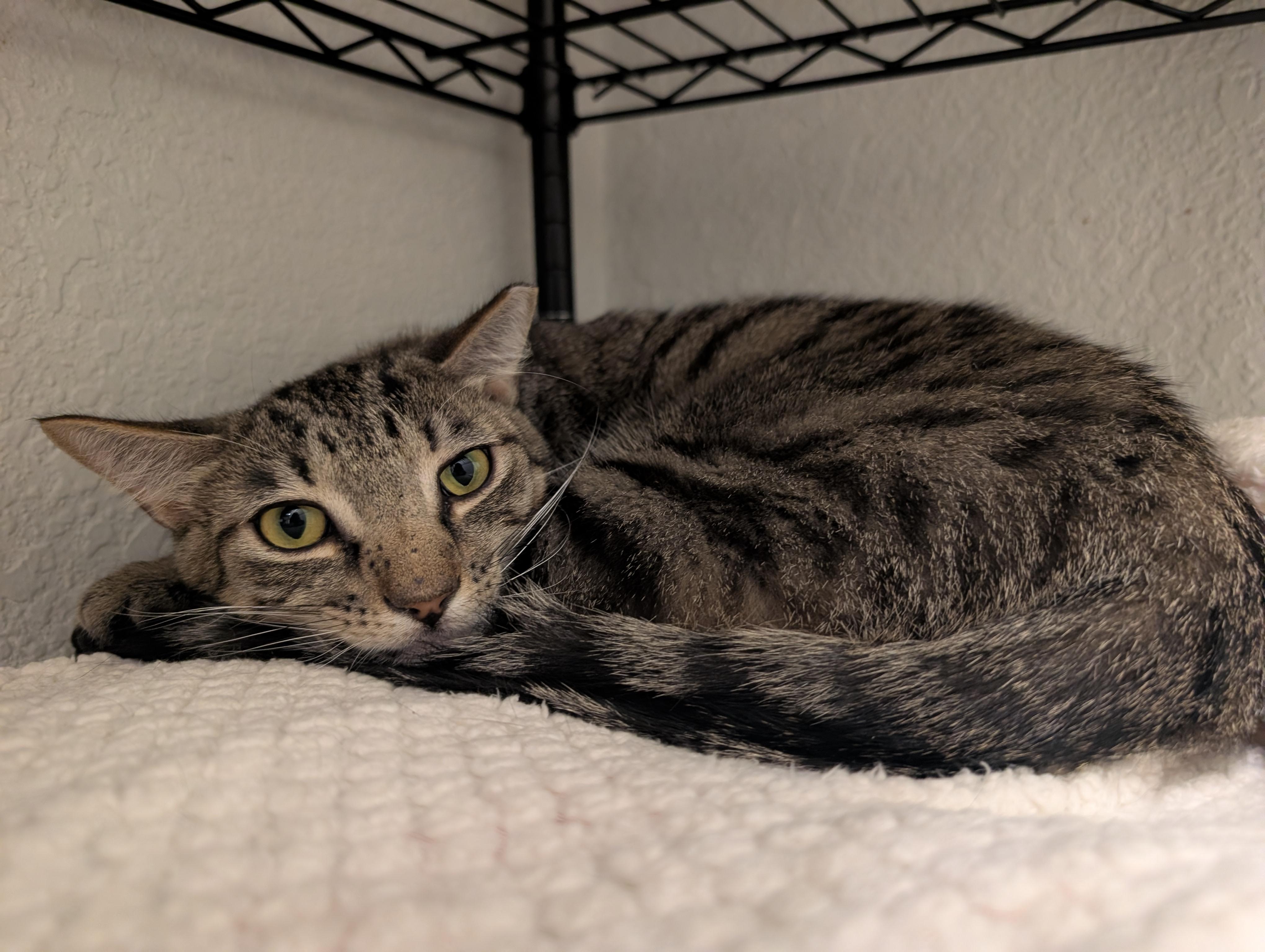 Enlarge Basil, an adopted Domestic Short Hair in Palm Harbor, FL image 2/3