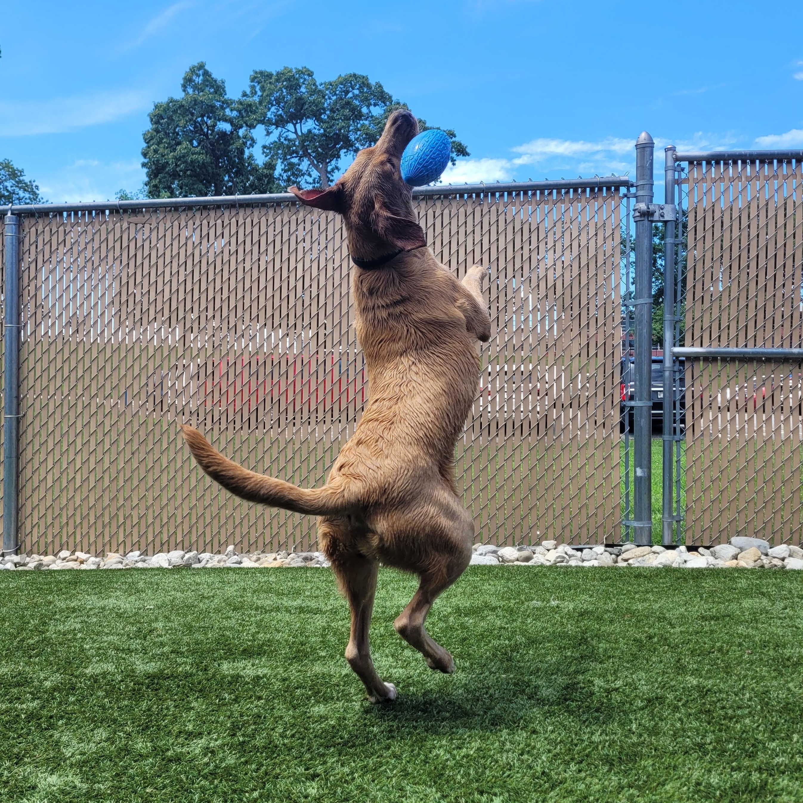 Meet JENNY, 1 yr old lab/golden  - AN AMAZING GIRL! IN FOSTER CARE