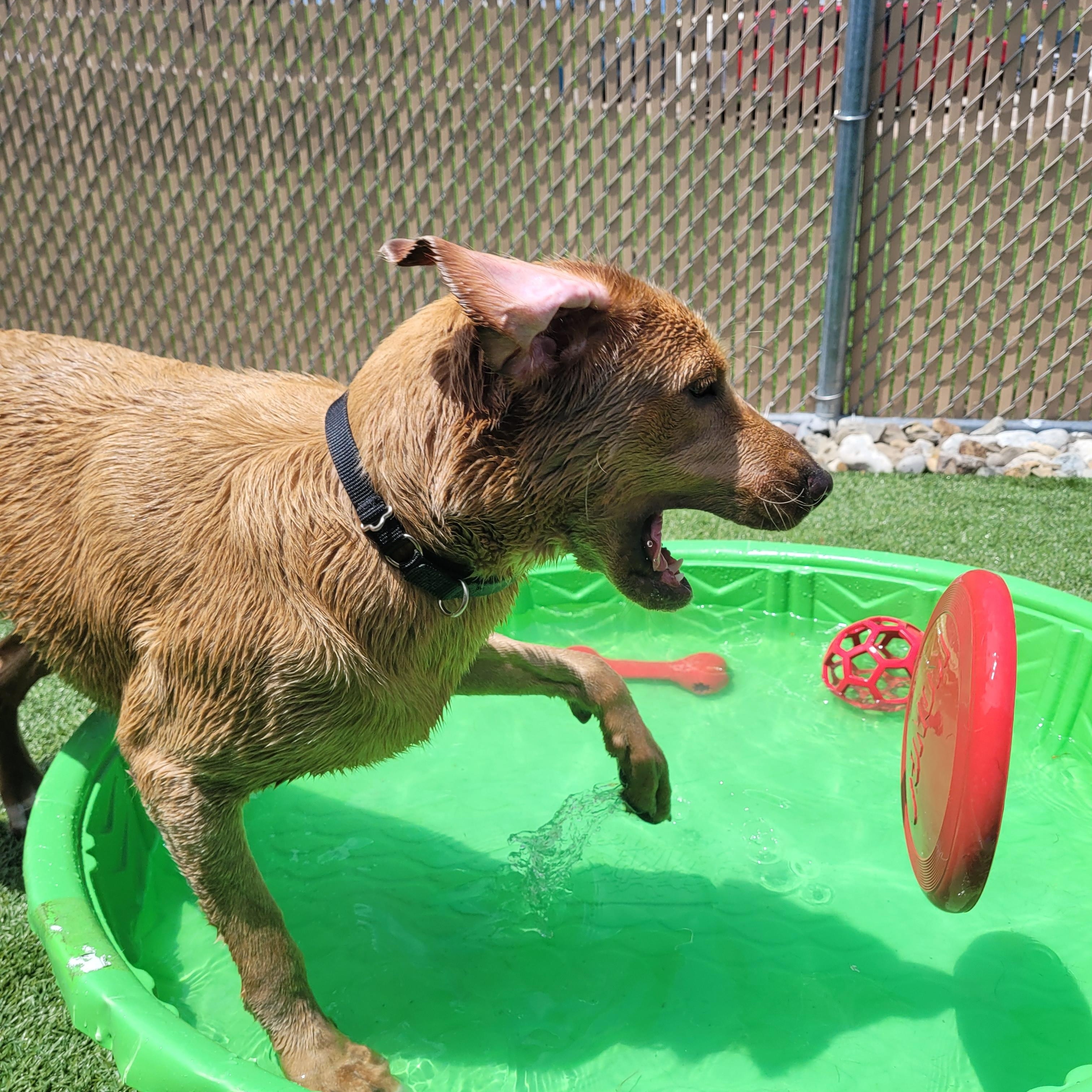 Meet JENNY, 1 yr old lab/golden  - AN AMAZING GIRL! IN FOSTER CARE