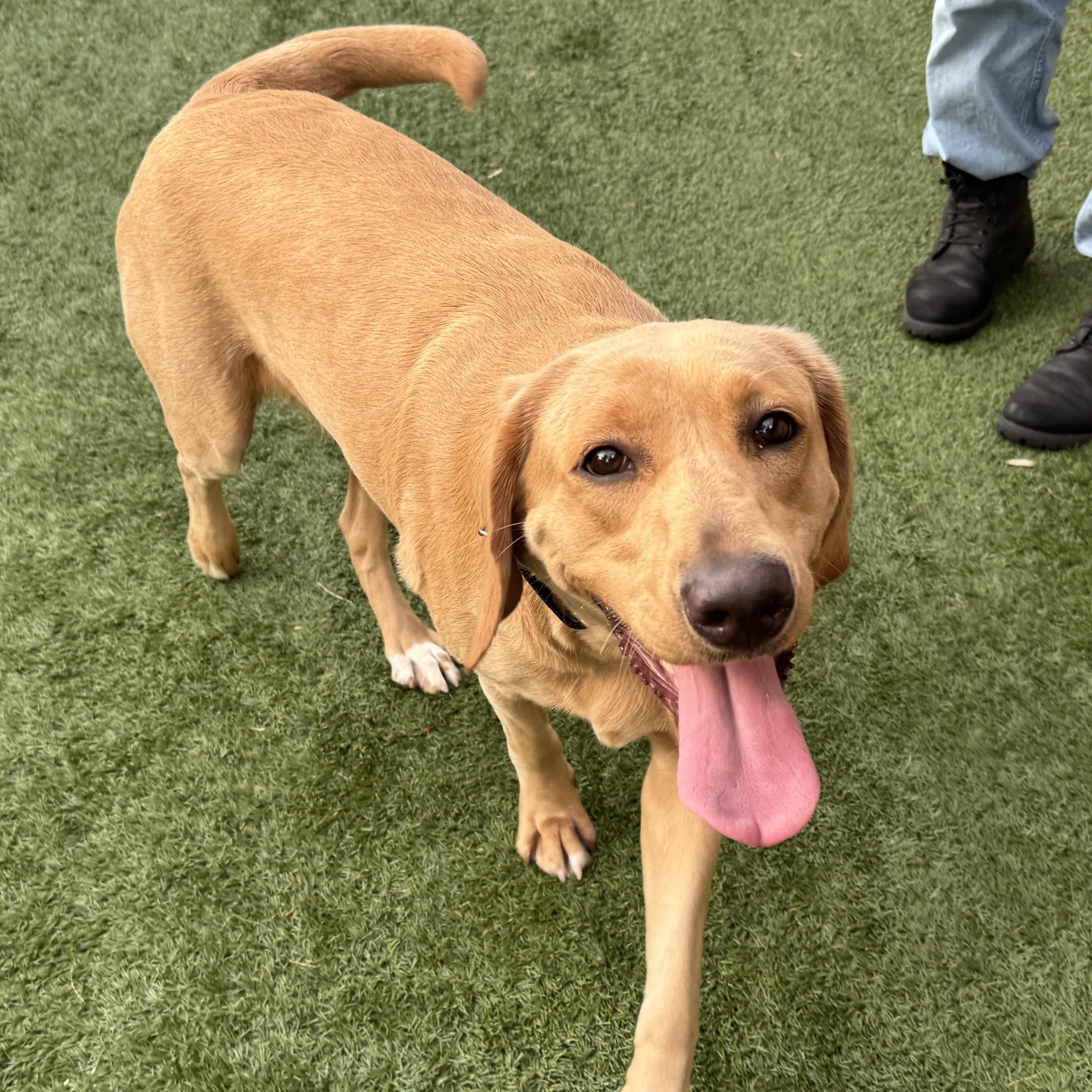 Meet JENNY, 1 yr old lab/golden  - AN AMAZING GIRL! IN FOSTER CARE