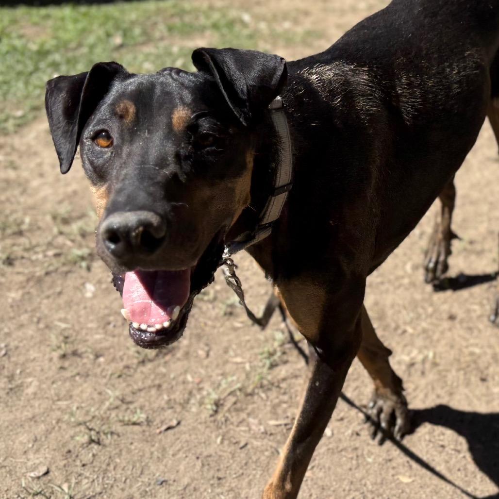 Enlarge Sadie, a Adoptable mixed breed in San Jacinto, CA image 2/6