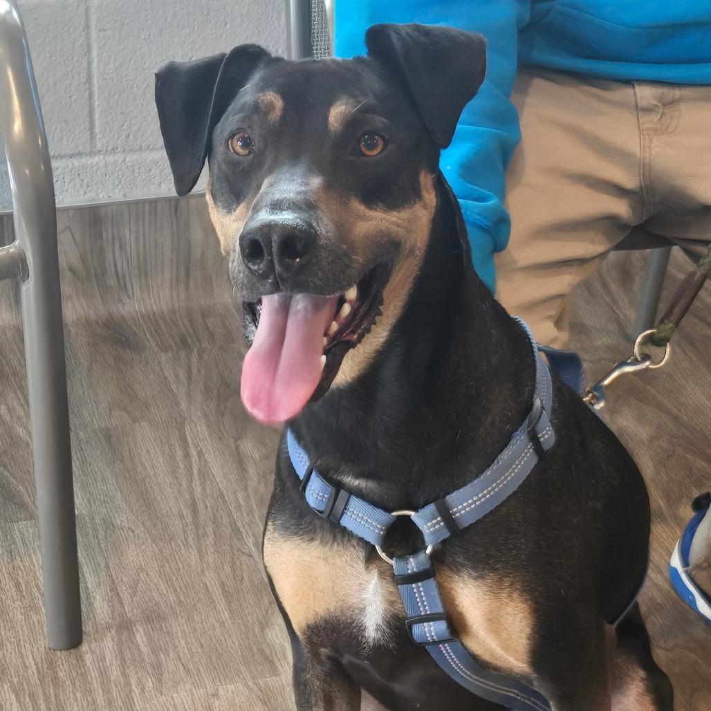 Enlarge Sadie, a Adoptable mixed breed in San Jacinto, CA image 6/6