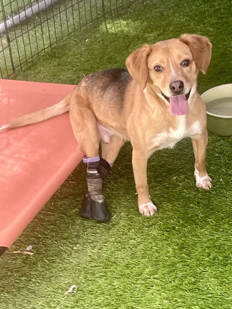 Colby, Adoptable, Adult Male Beagle & Spaniel.