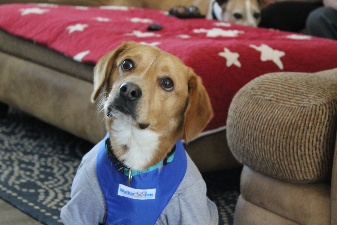 Colby, a Adoptable mixed breed image 2/3