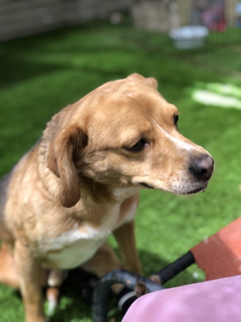 Colby, a Adoptable mixed breed image 3/3