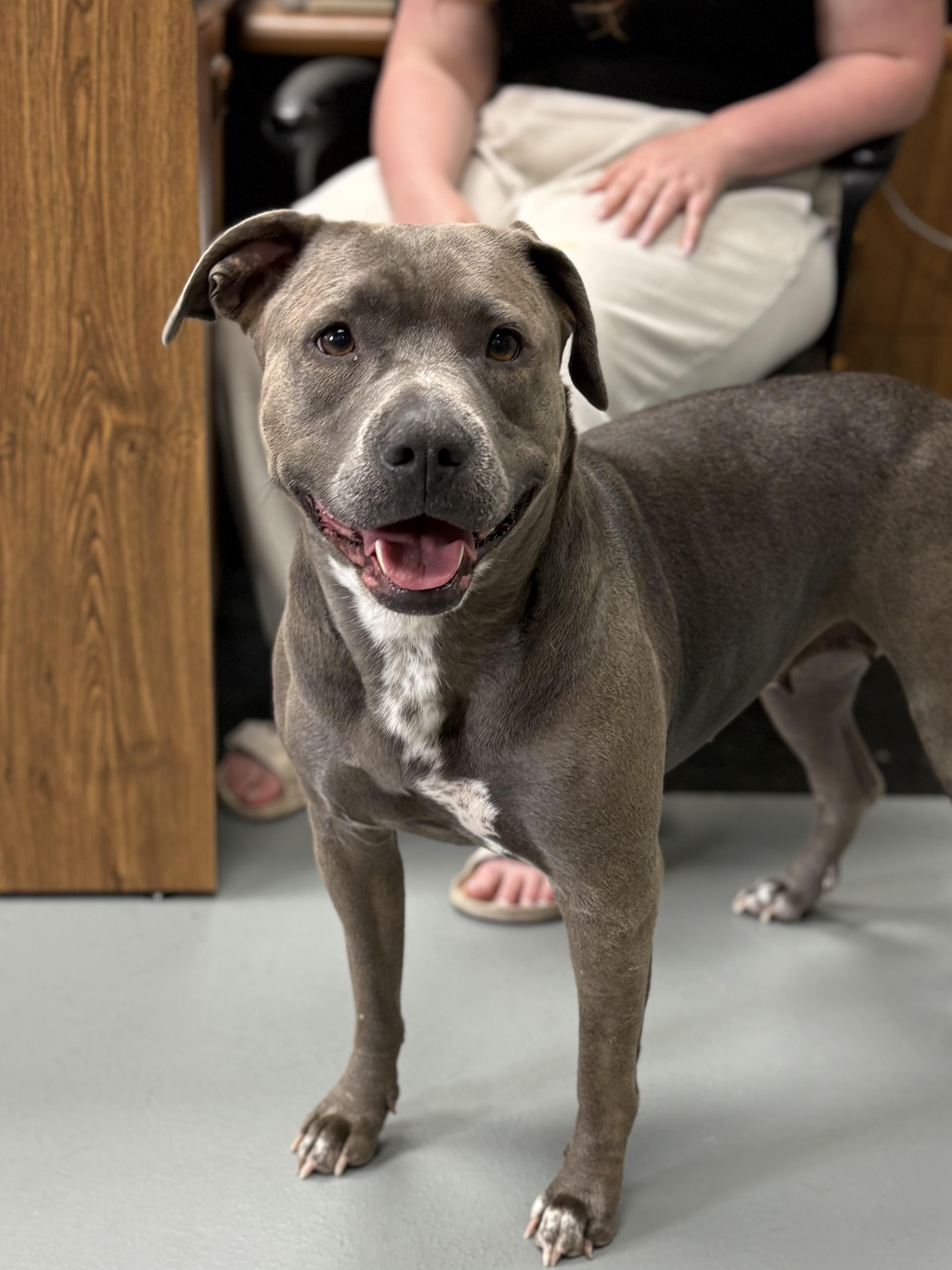 Honey, an adoptable mixed breed in Zimmerman, MN image 5/5