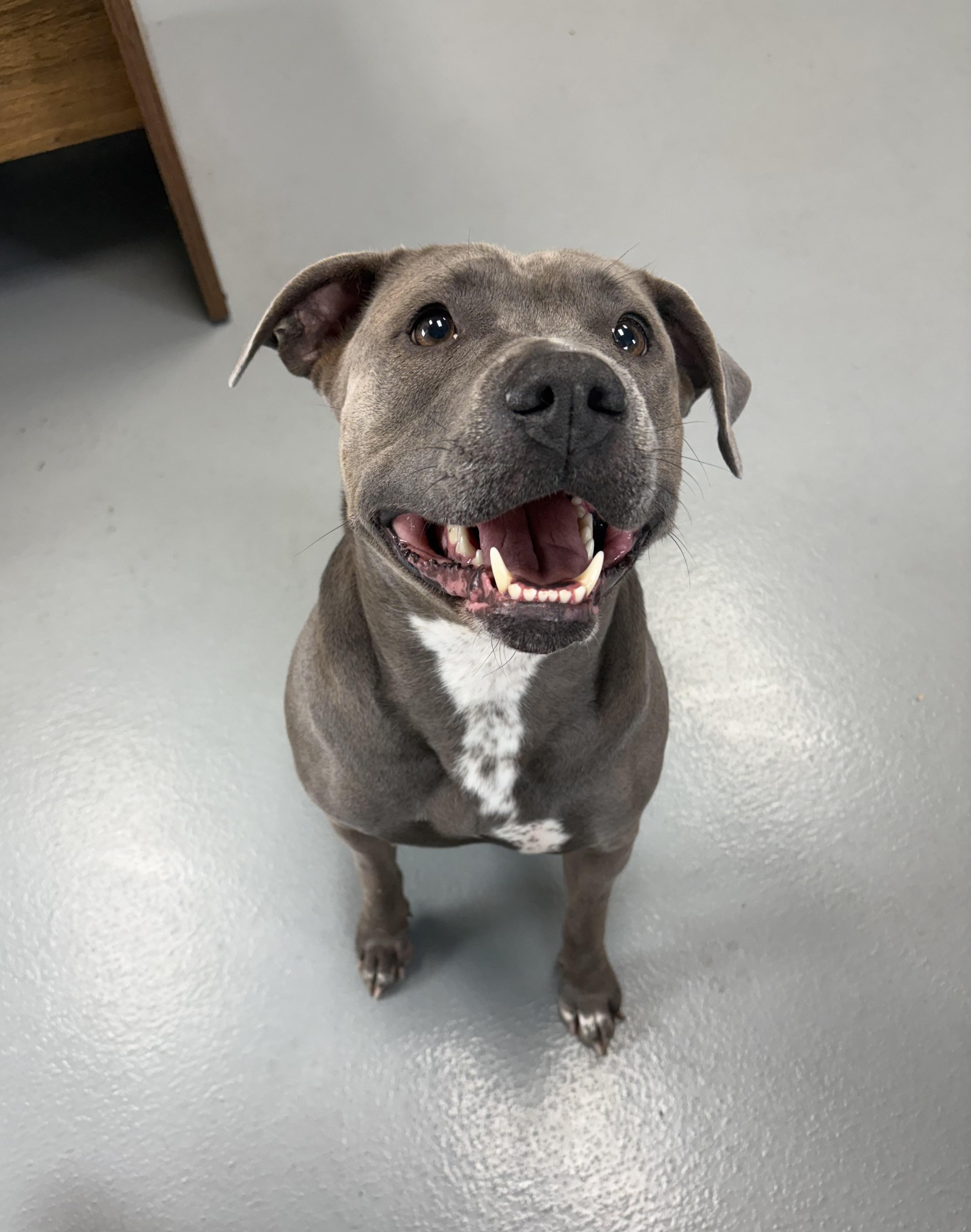 Honey, an adoptable mixed breed in Zimmerman, MN image 1/5