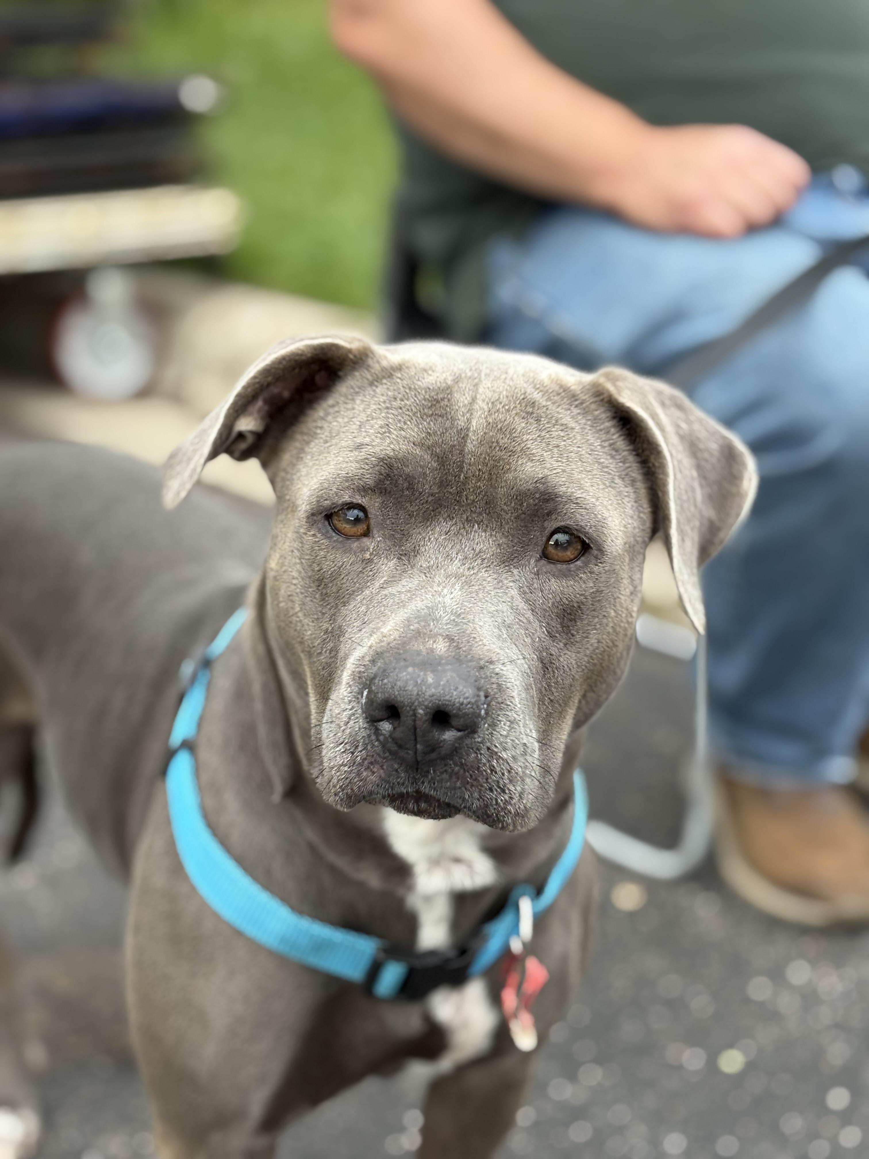 Honey, an adoptable mixed breed in Zimmerman, MN image 2/5