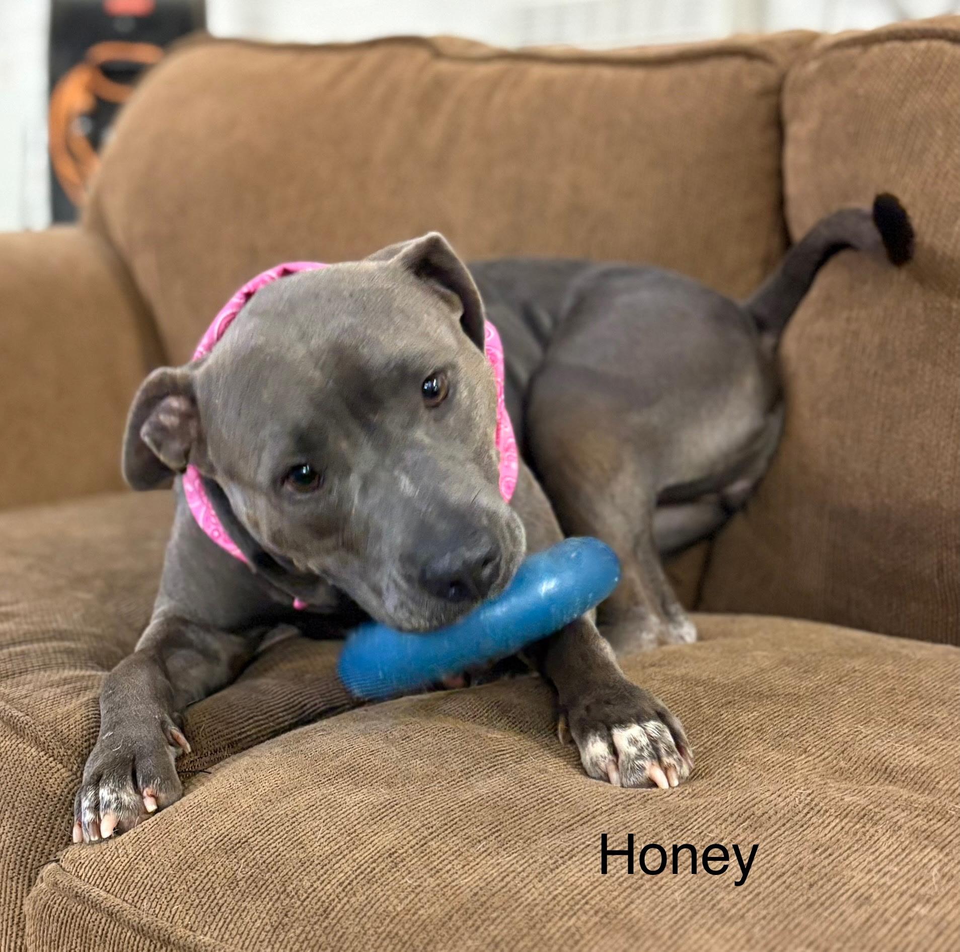 Honey, an adoptable mixed breed in Zimmerman, MN image 3/5