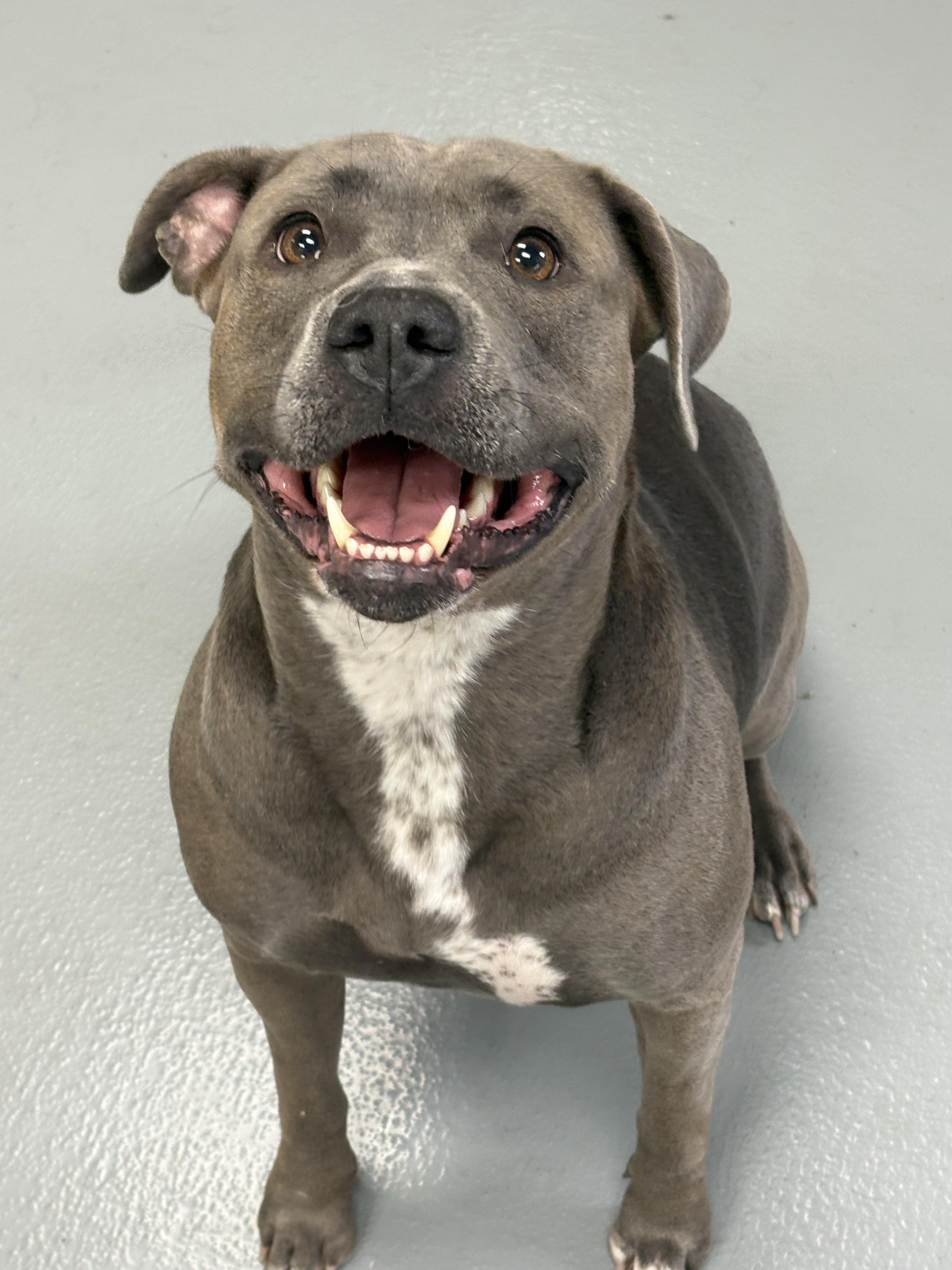 Honey, an adoptable mixed breed in Zimmerman, MN image 4/5