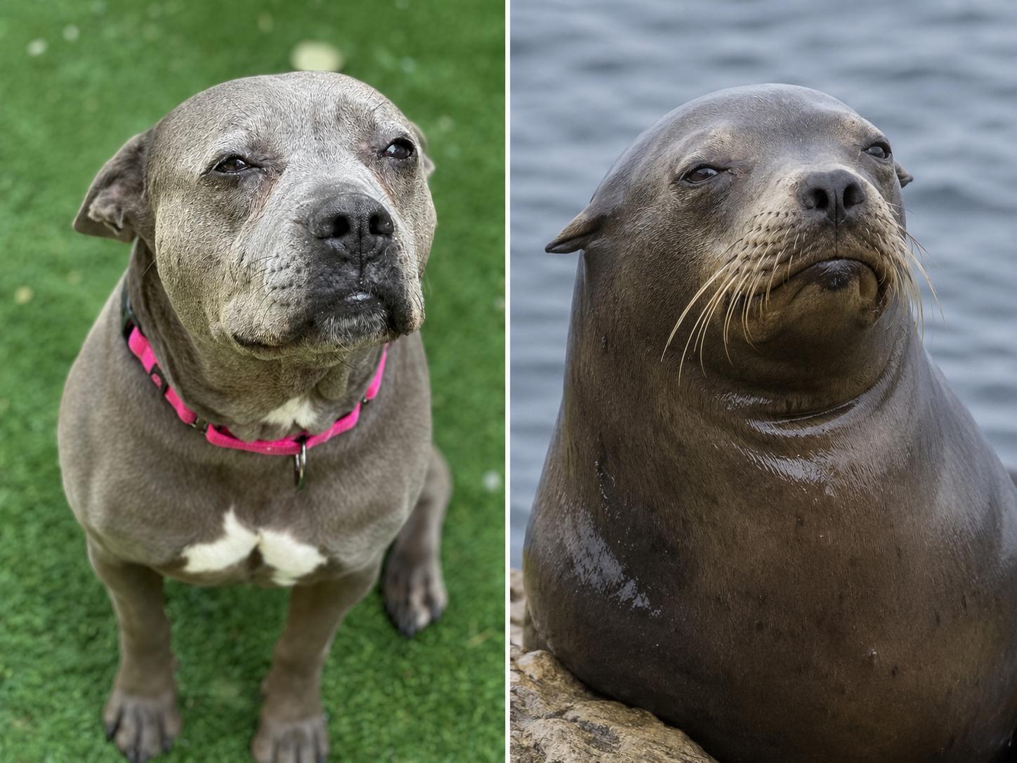 Enlarge Trixie, a ADOPTABLE Pit Bull Terrier in SACRAMENTO, CA image 3/3