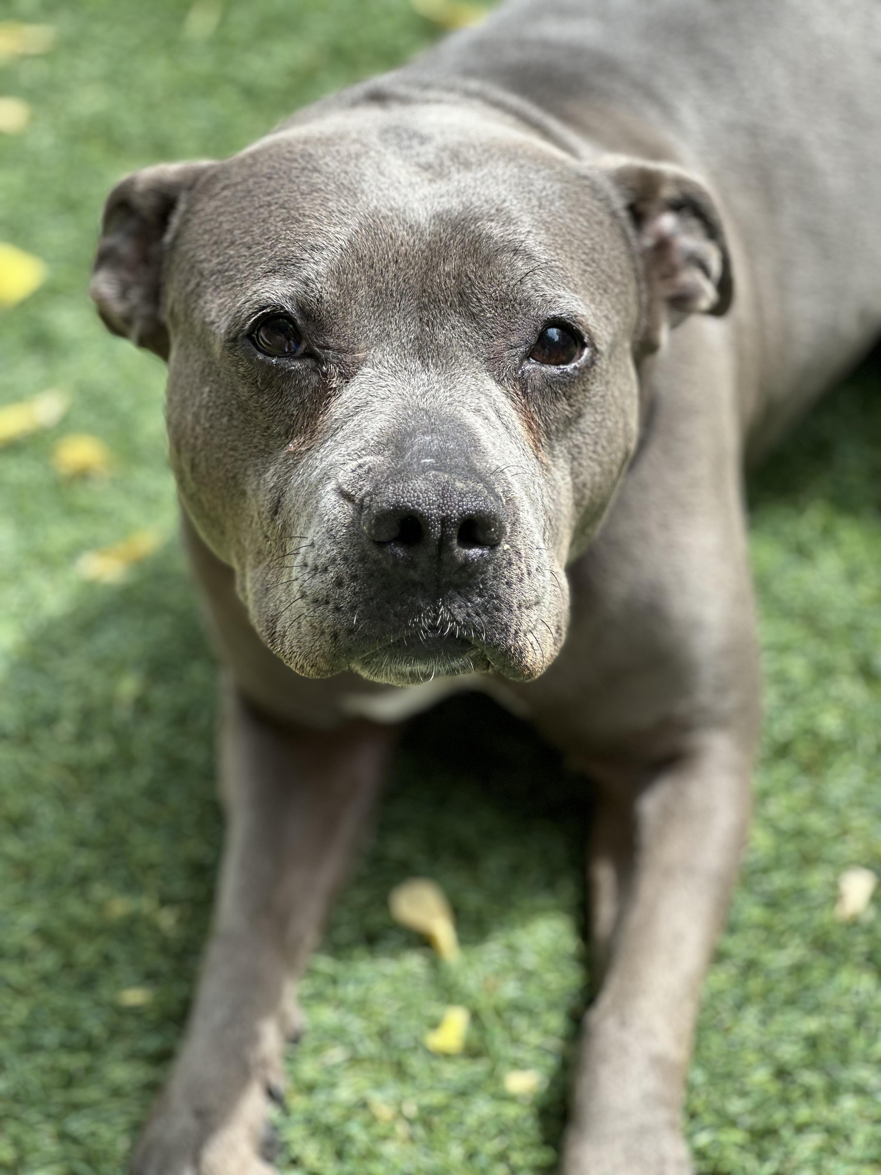Enlarge Trixie, a ADOPTABLE Pit Bull Terrier in SACRAMENTO, CA image 2/3