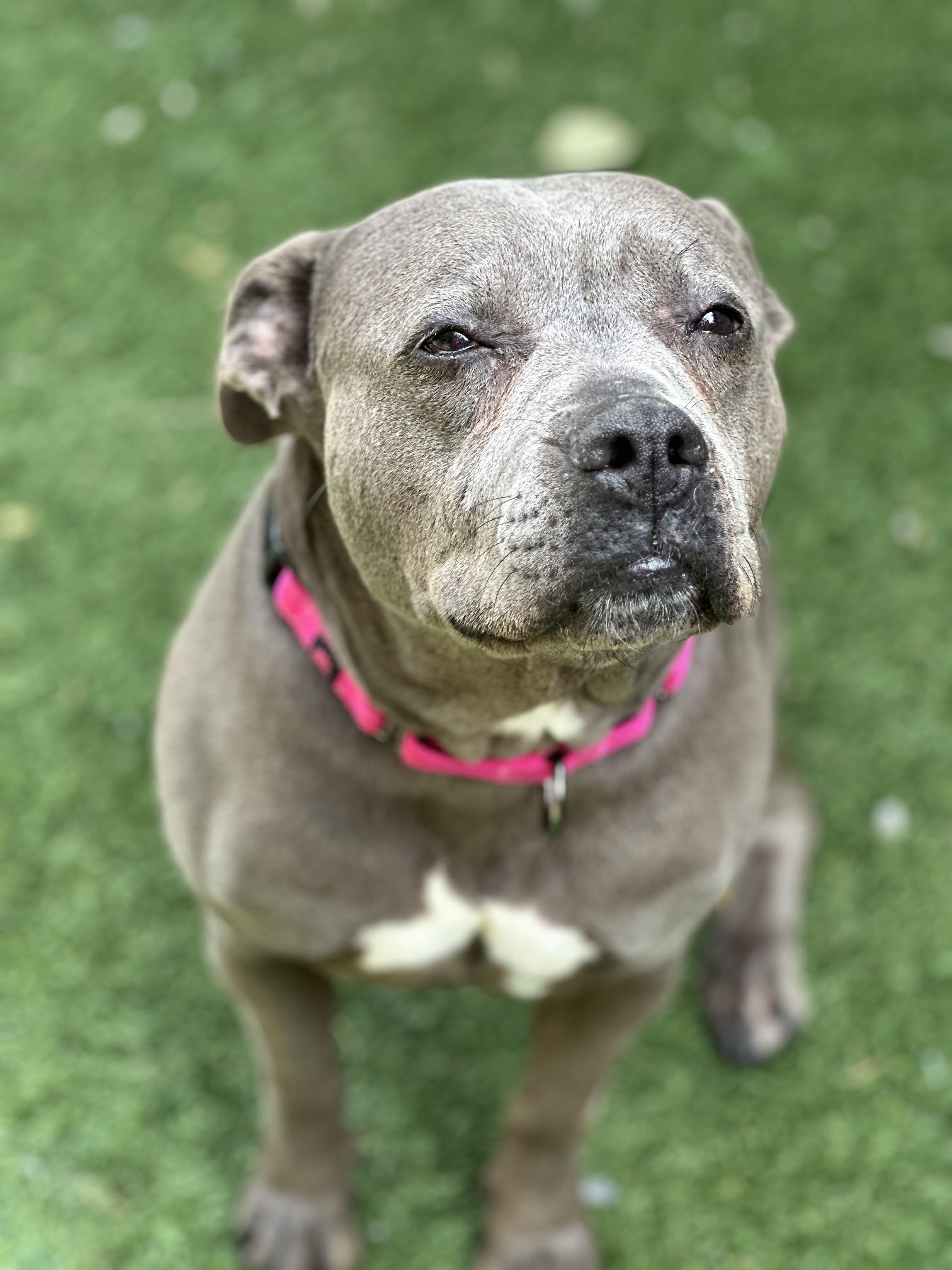 Enlarge Trixie, a ADOPTABLE Pit Bull Terrier in SACRAMENTO, CA image 1/3