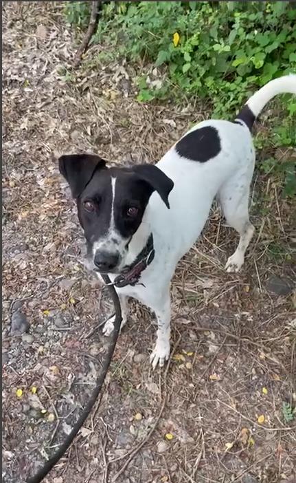 Enlarge Choco, a Adoptable mixed breed in San Diego, CA image 4/5