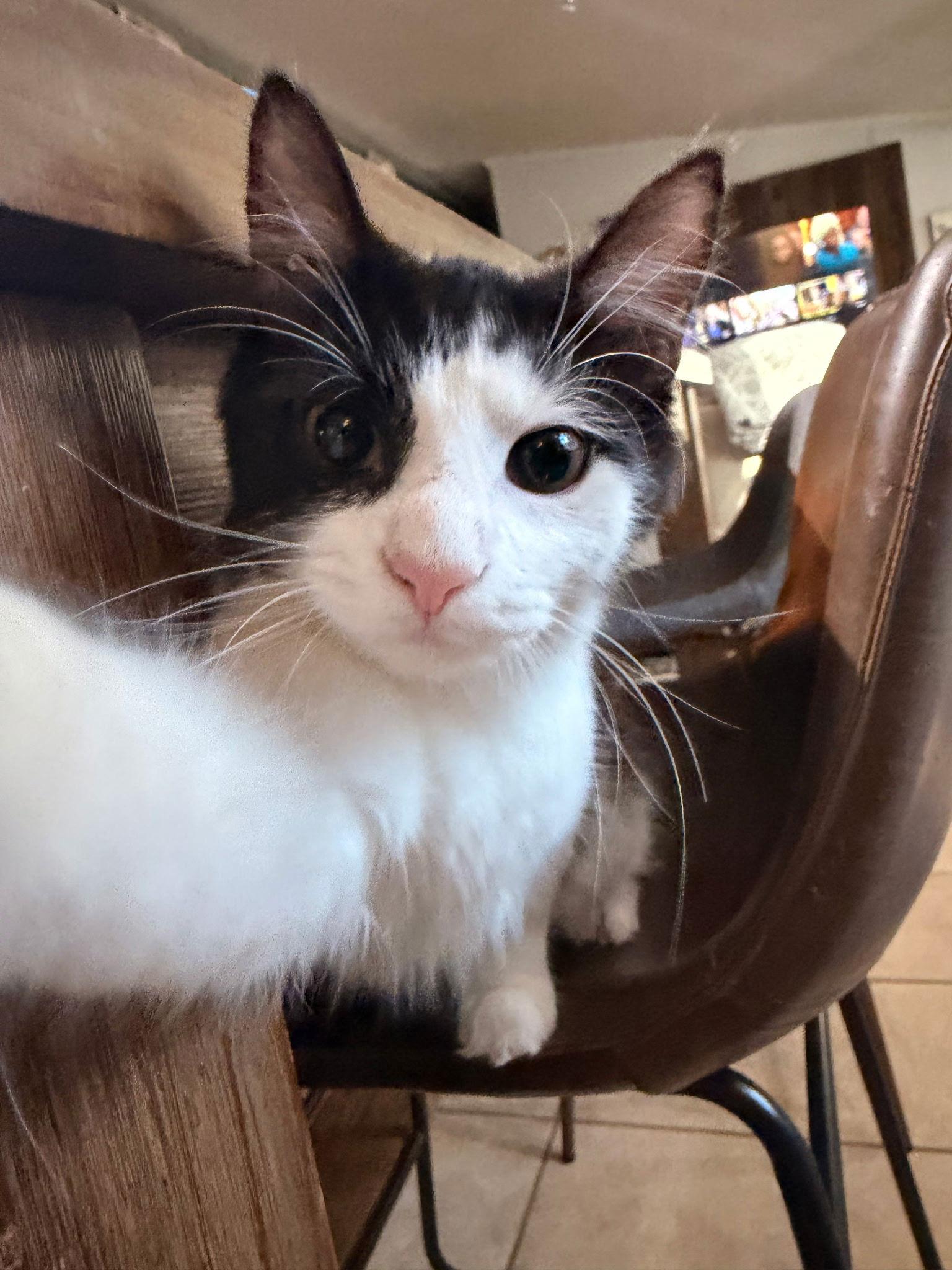 Enlarge Jekyll, a Adopted Domestic Medium Hair in Lexington, SC image 1/3