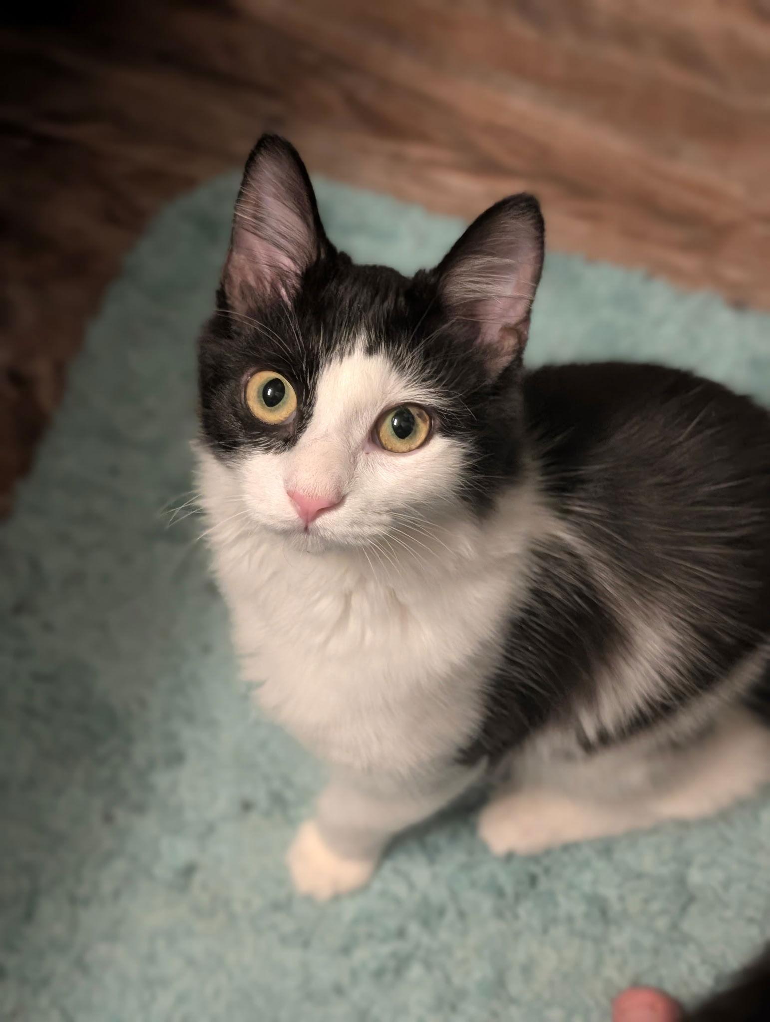 Enlarge Jekyll, a Adopted Domestic Medium Hair in Lexington, SC image 3/3