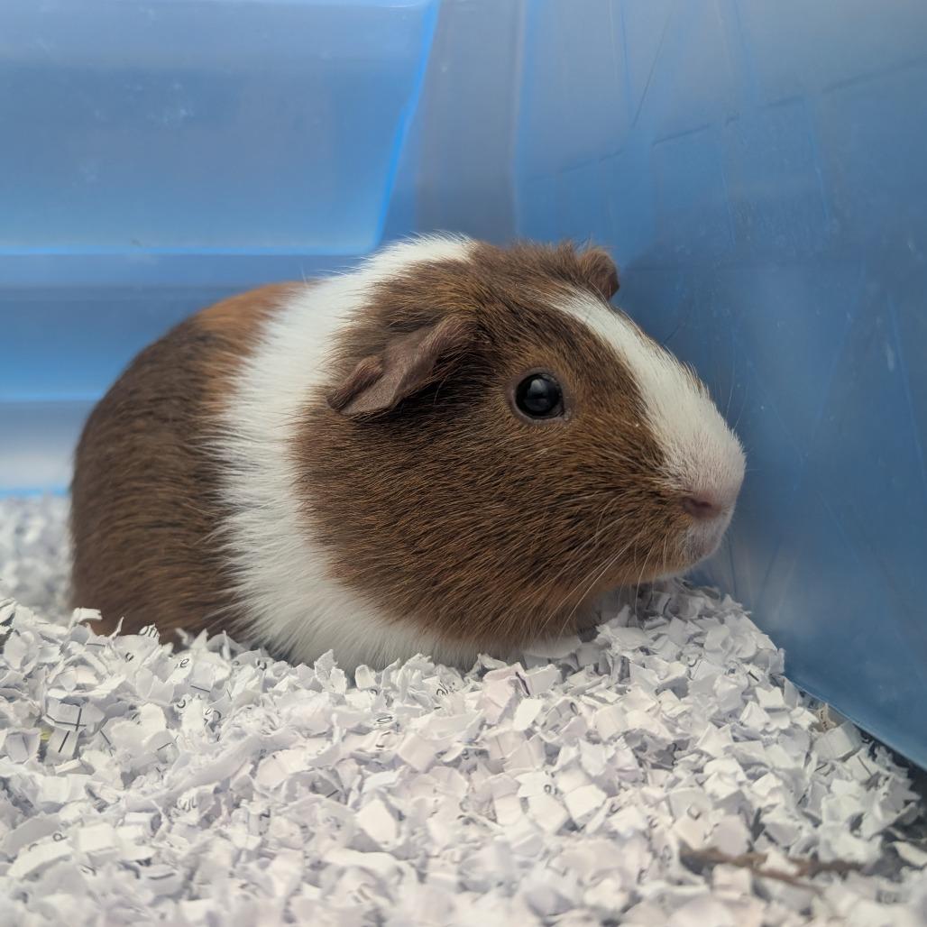 Enlarge Guinea pig 7, a Adoptable Guinea Pig in Watertown, NY image 1/2