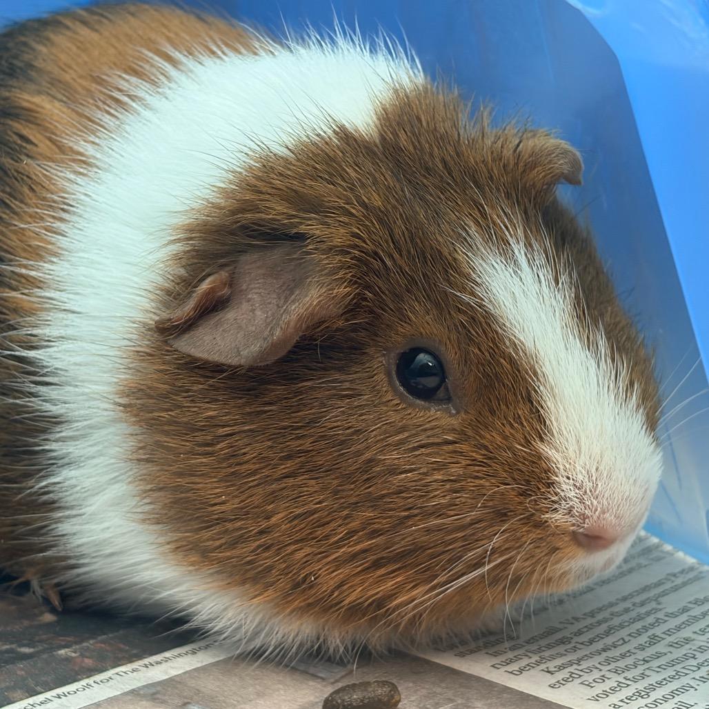 Enlarge Guinea pig 7, a Adoptable Guinea Pig in Watertown, NY image 2/2