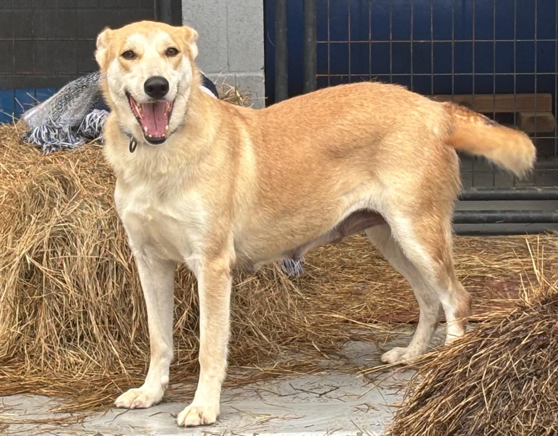 Trish, ADOPTABLE, Adult Female German Shepherd Dog.