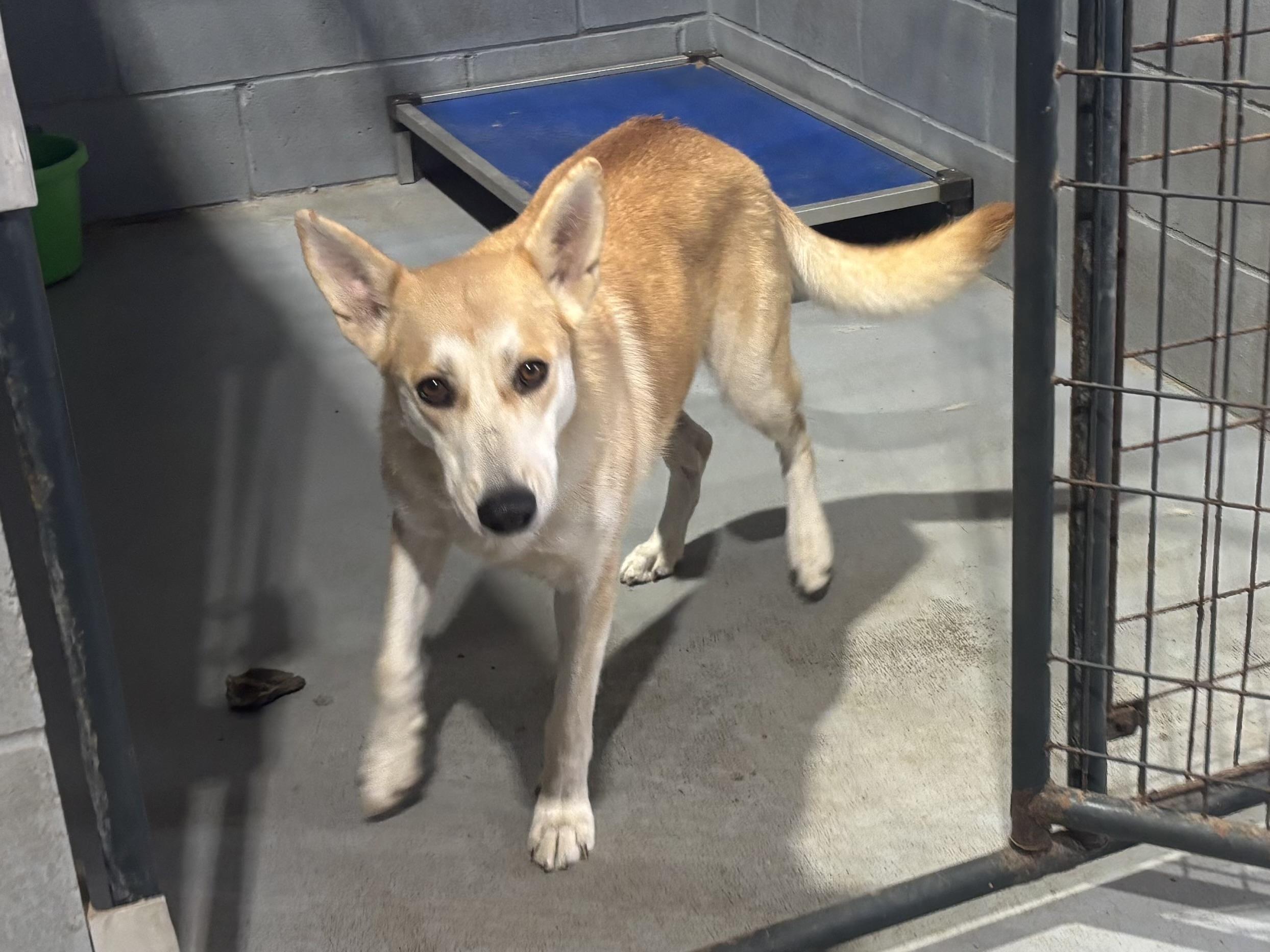 Trish, a ADOPTABLE mixed breed in Coldspring, TX image 2/5