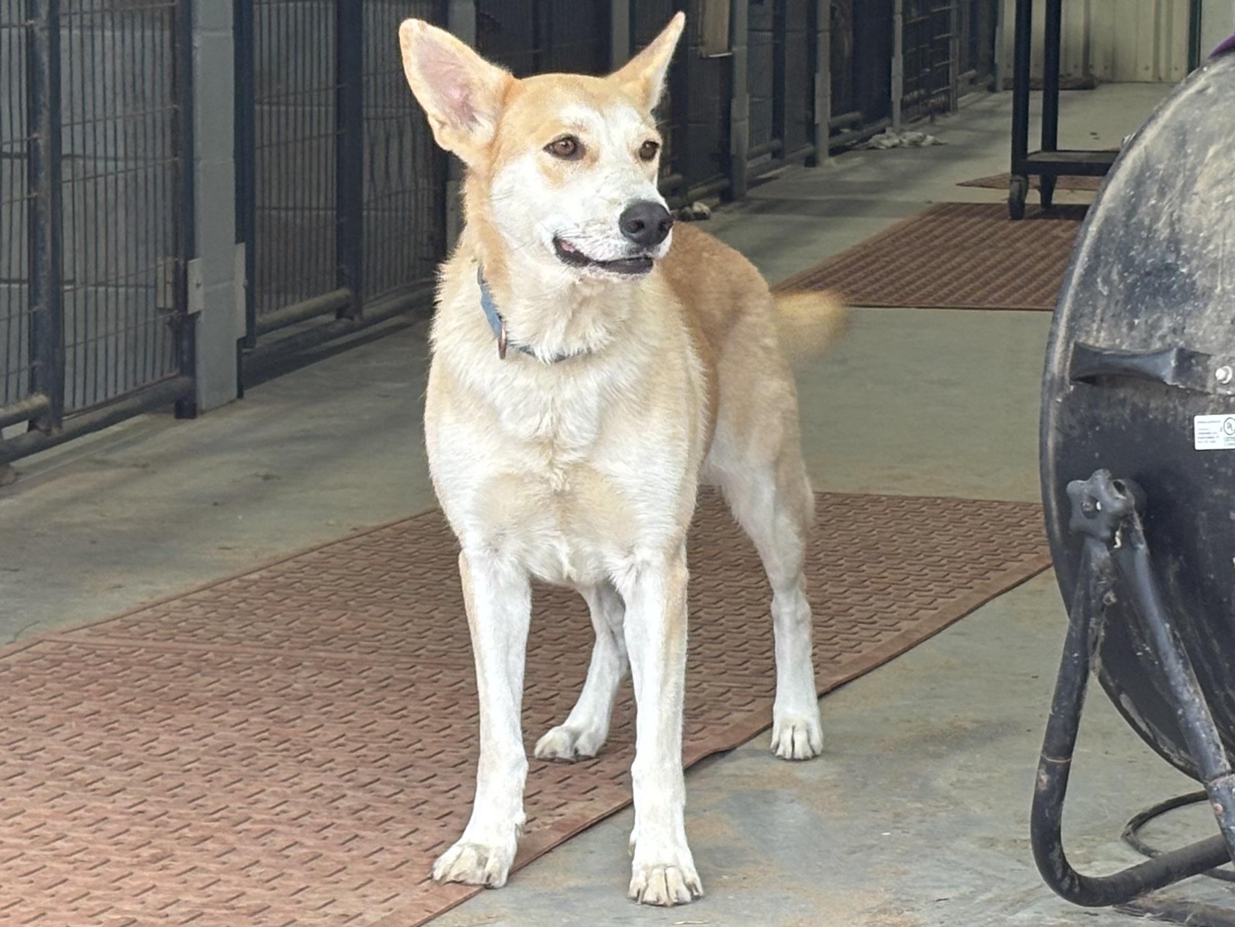 Trish, a ADOPTABLE mixed breed in Coldspring, TX image 4/5