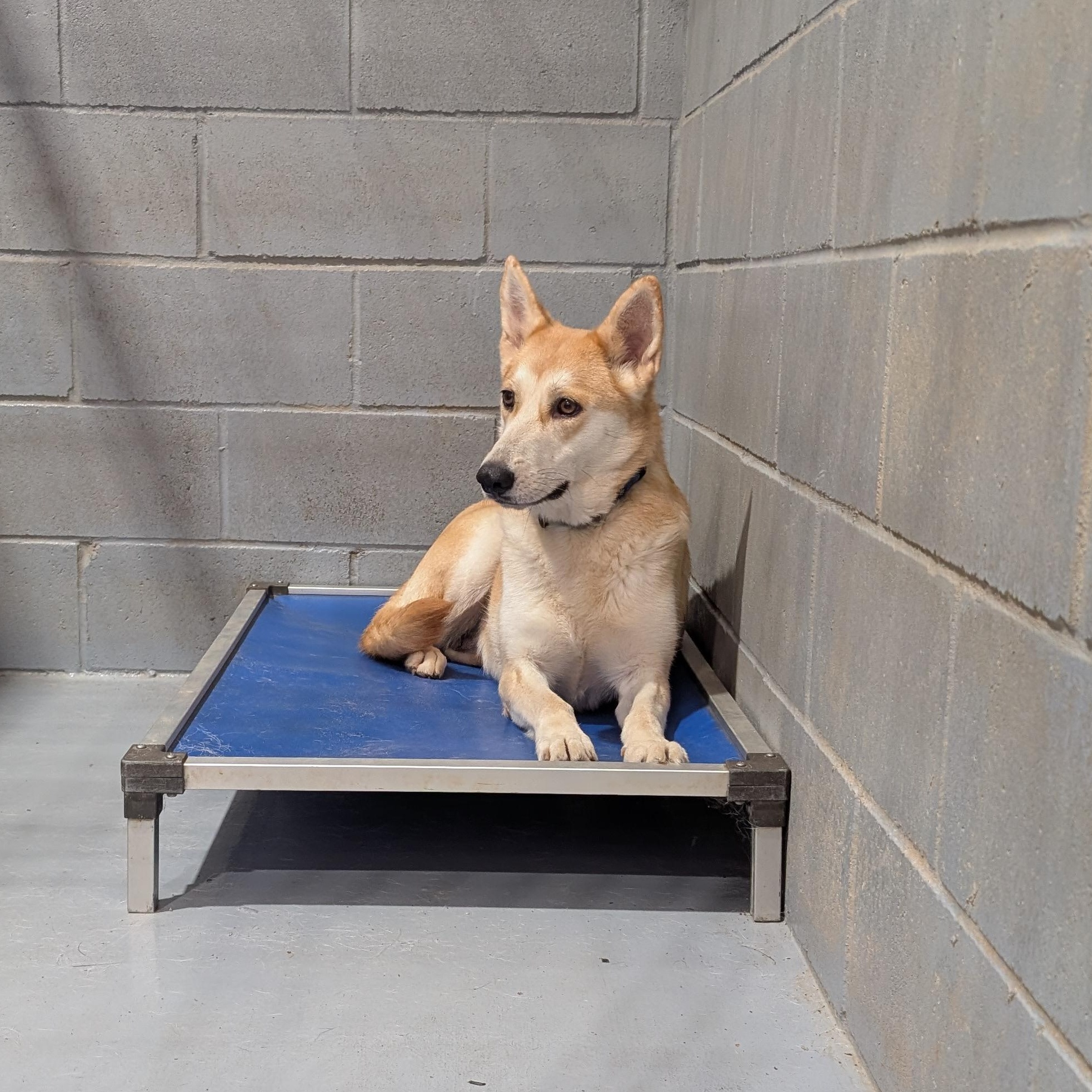 Trish, a ADOPTABLE mixed breed in Coldspring, TX image 5/5