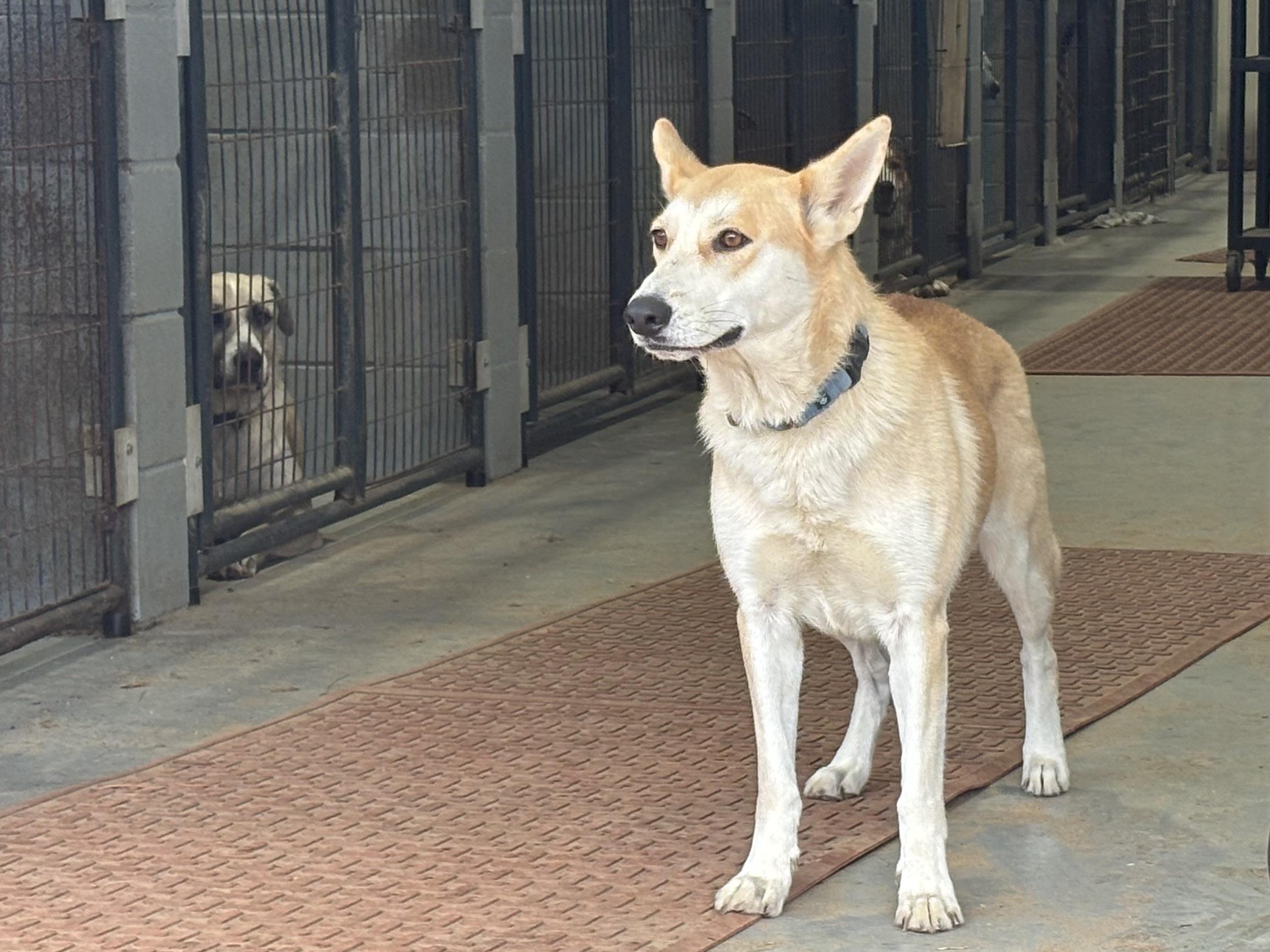 Trish, a ADOPTABLE mixed breed in Coldspring, TX image 3/5