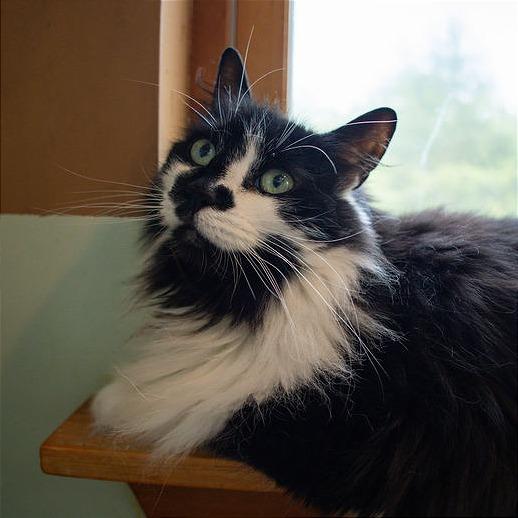 Kyoshi - $35, Adoptable, Senior Female Domestic Long Hair.