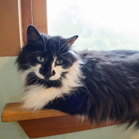 Enlarge Kyoshi - $35, a Adoptable Domestic Long Hair in Brimfield, MA image 2/3