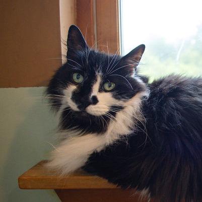Enlarge Kyoshi - $35, a Adoptable Domestic Long Hair in Brimfield, MA image 3/3