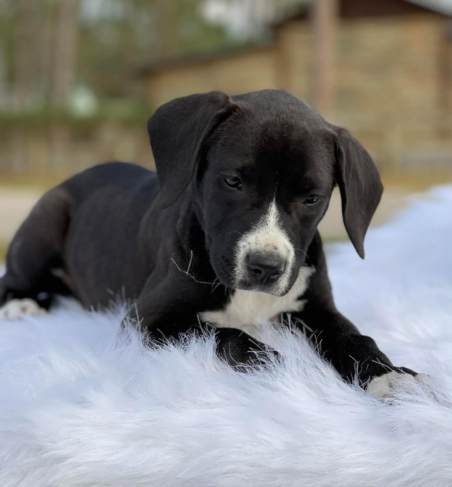 Enlarge Serrano, a ADOPTABLE mixed breed in Salem, NH image 2/3