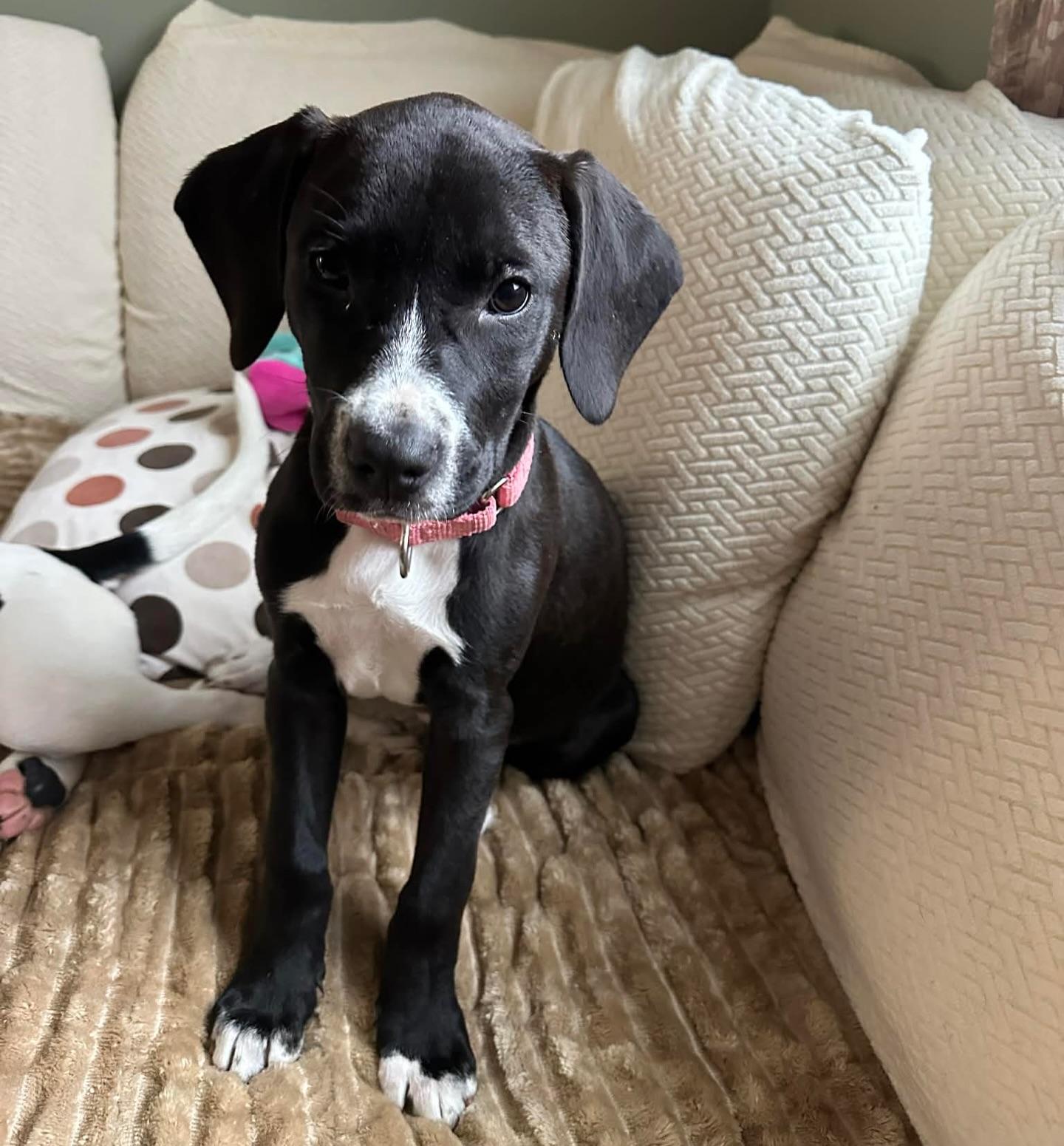 Enlarge Serrano, a ADOPTABLE mixed breed in Salem, NH image 3/3