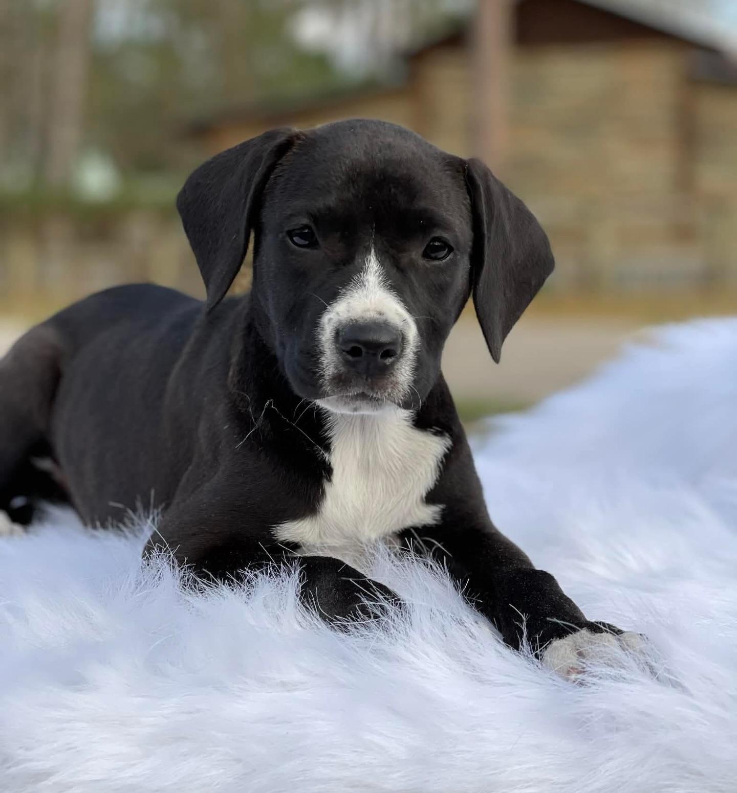 Enlarge Serrano, a ADOPTABLE mixed breed in Salem, NH image 1/3