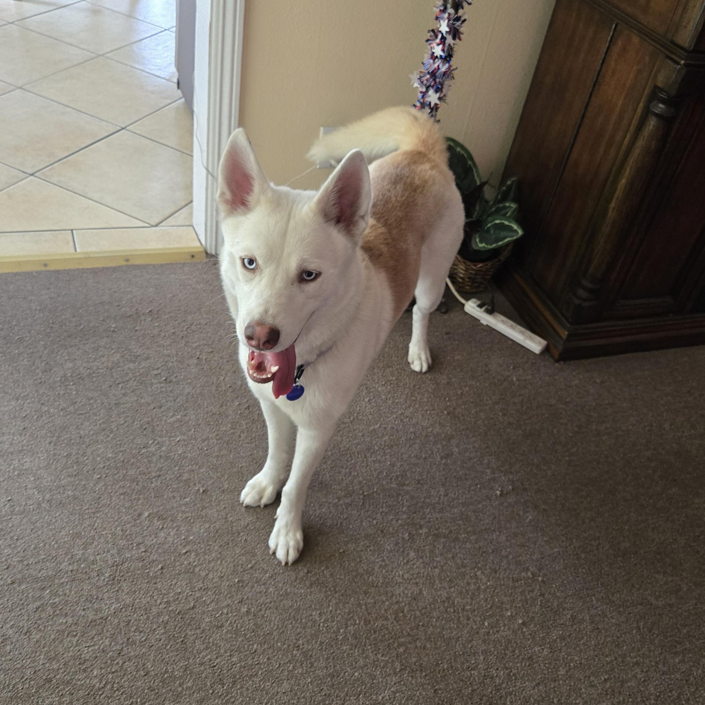 Reba, a ADOPTABLE mixed breed in Los Angeles, CA image 5/6