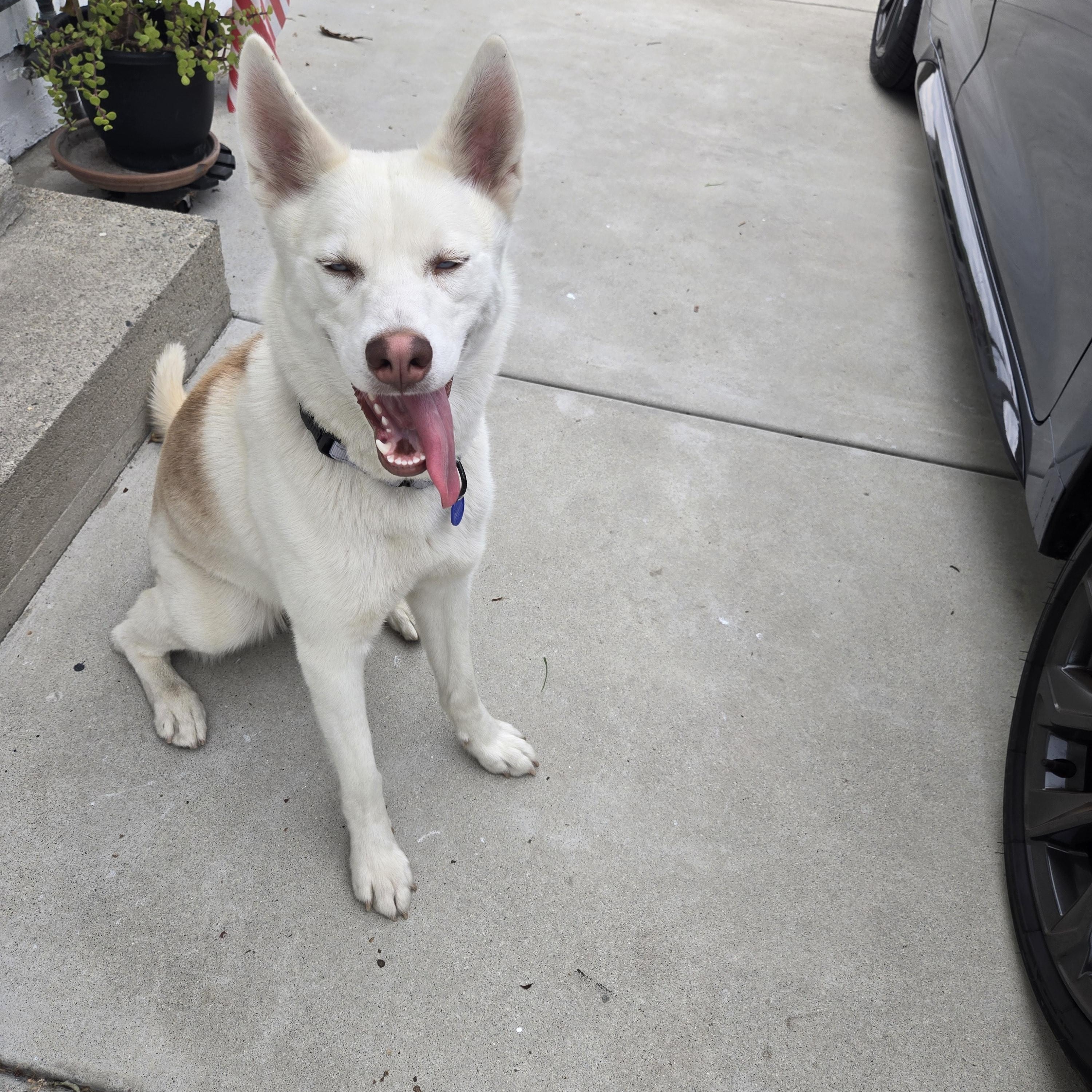 Reba, a ADOPTABLE mixed breed in Los Angeles, CA image 4/6