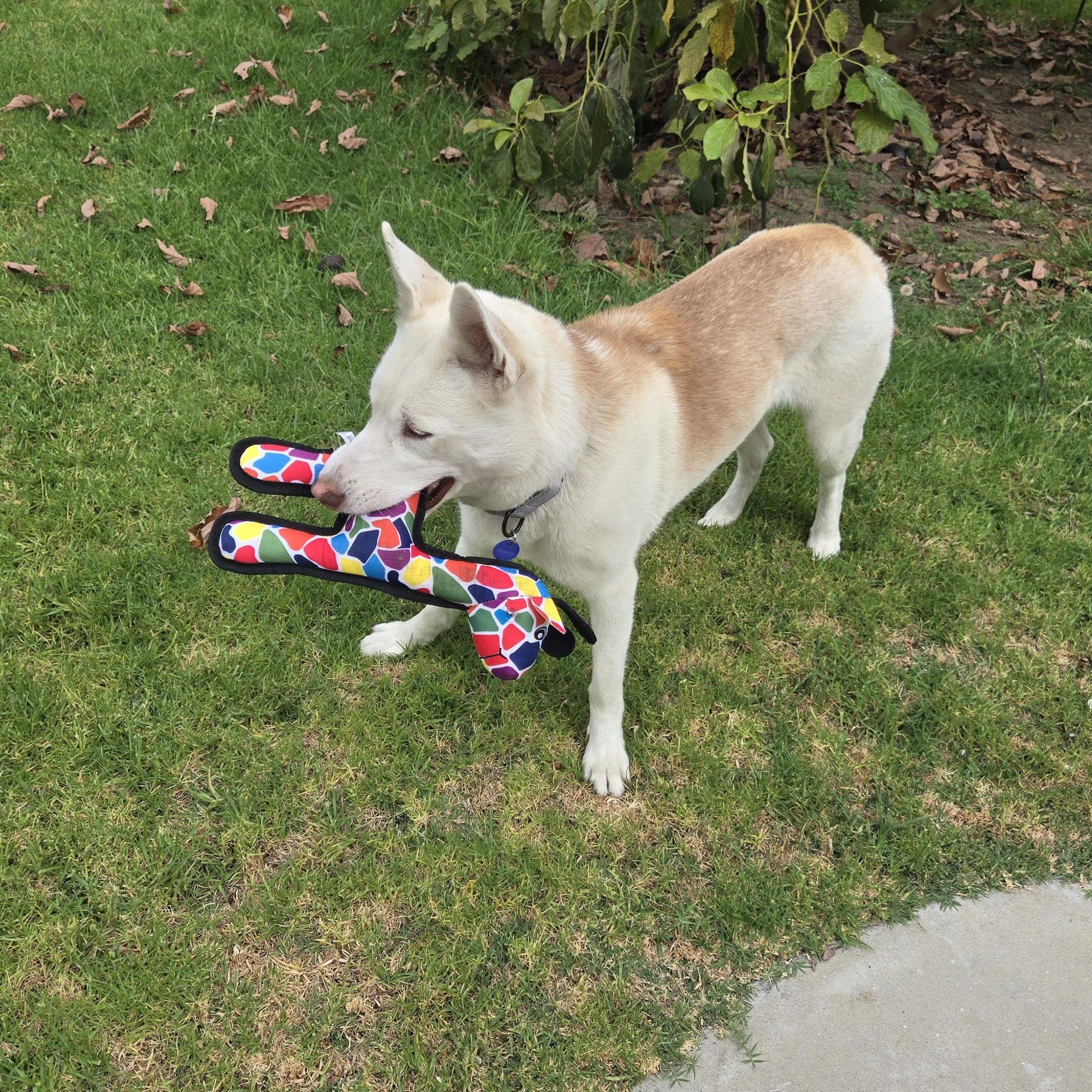 Reba, a ADOPTABLE mixed breed in Los Angeles, CA image 3/6