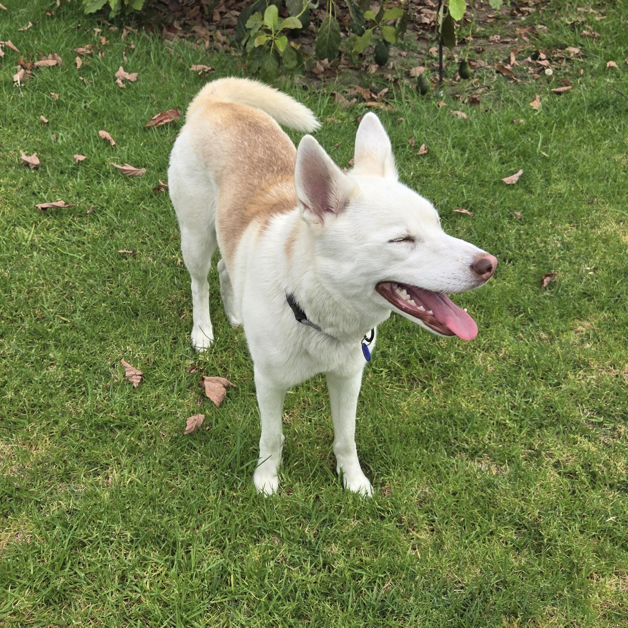 Reba, a ADOPTABLE mixed breed in Los Angeles, CA image 2/6