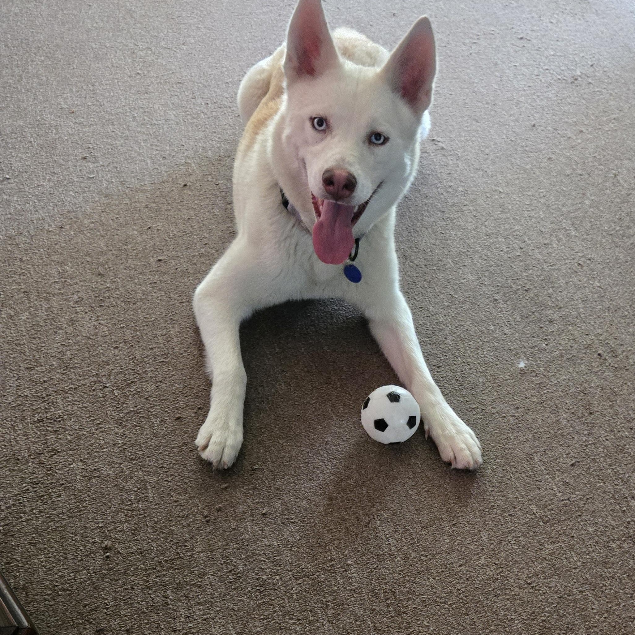 Reba, a ADOPTABLE mixed breed in Los Angeles, CA image 1/6