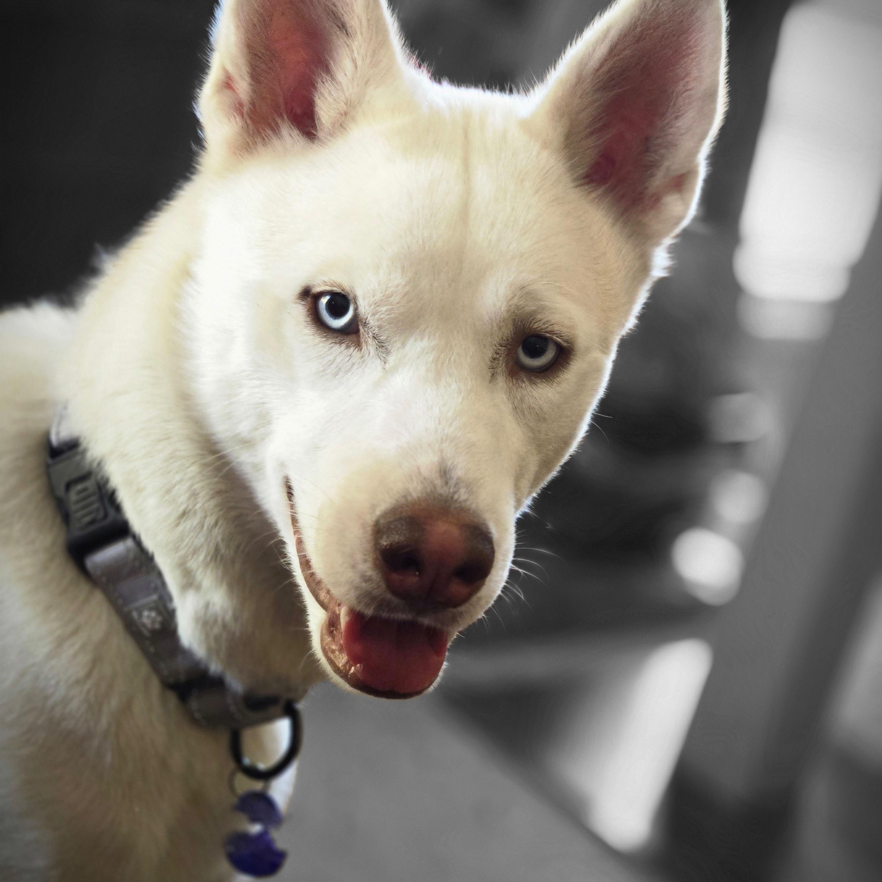 Enlarge Reba, a Adoptable mixed breed in Los Angeles, CA image 1/6