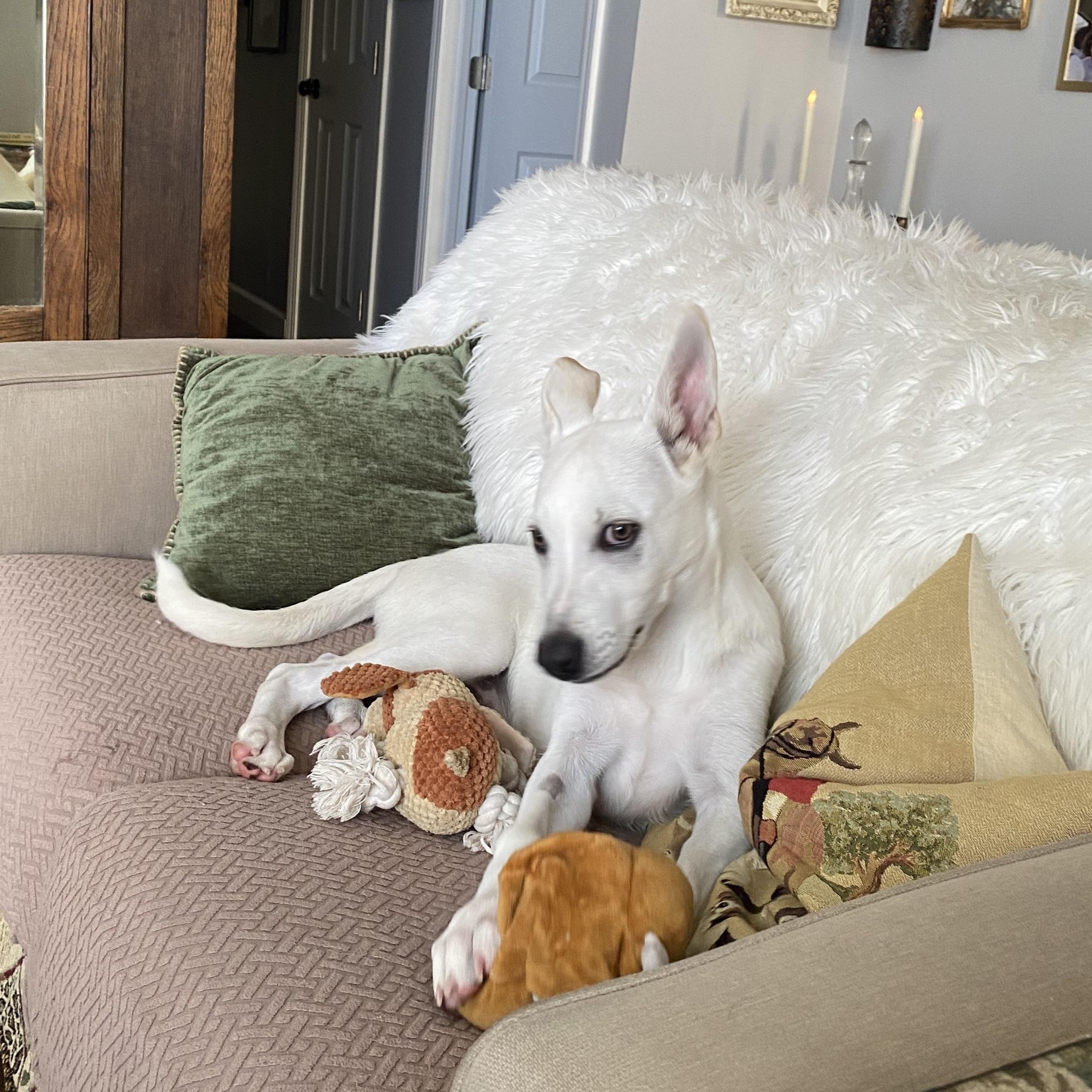 Joey, a ADOPTABLE Pyrenean Shepherd in Vacaville , CA image 2/3