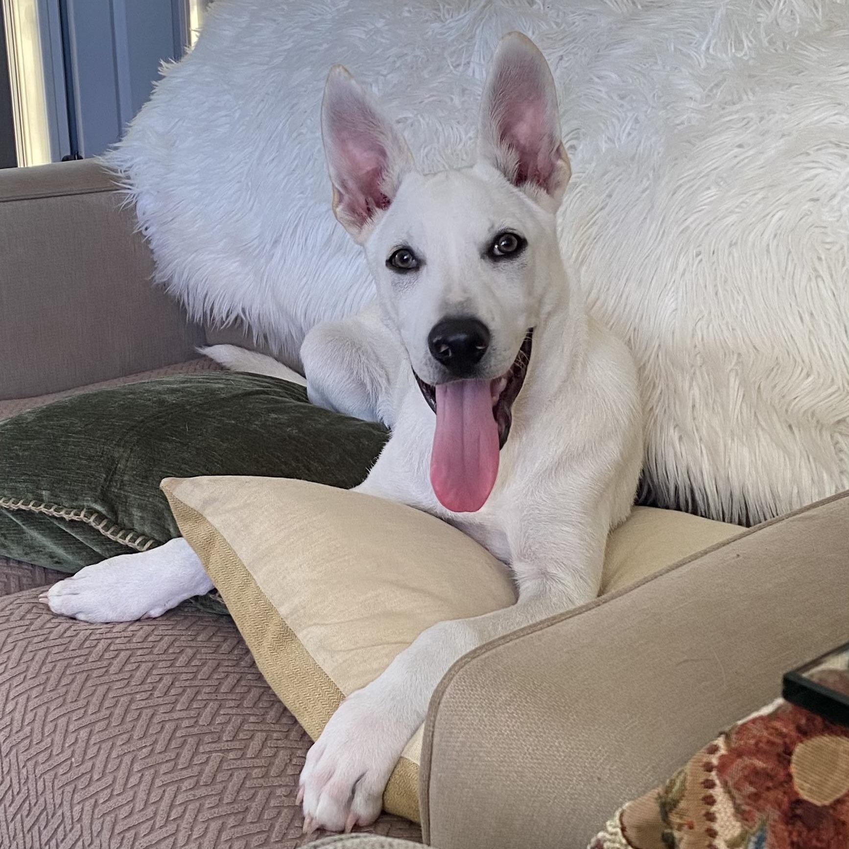 Joey, ADOPTABLE, Young Male Pyrenean Shepherd.