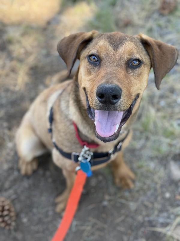 Kendrick, Young Male Mixed Breed